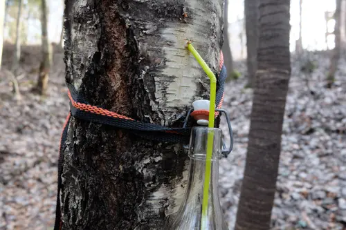 Birkensaft (Birkenwasser) zapfen