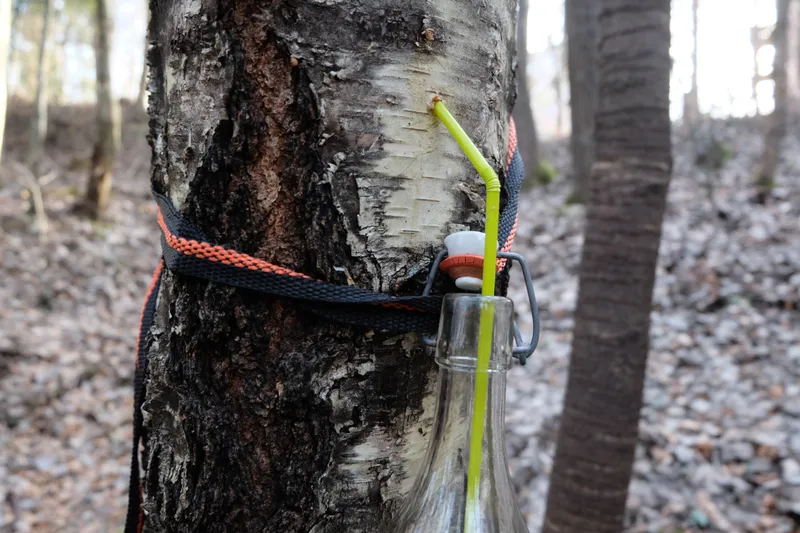 Birkensaft (Birkenwasser) zapfen