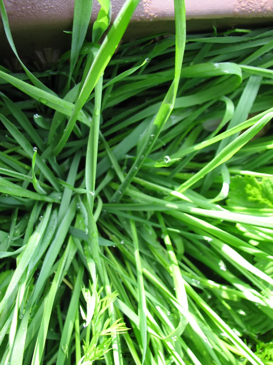Gerstengraspulver
