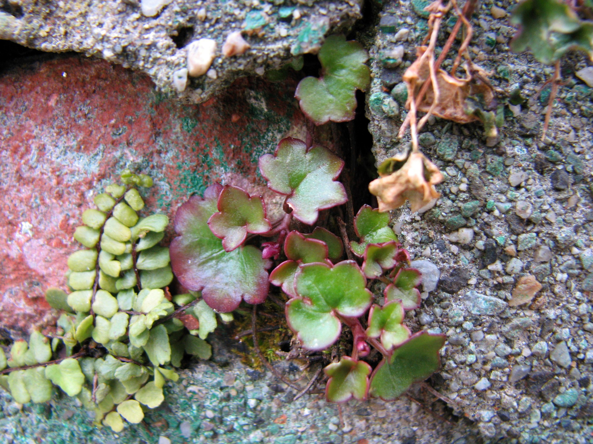 Braunstieliger Streifenfarn