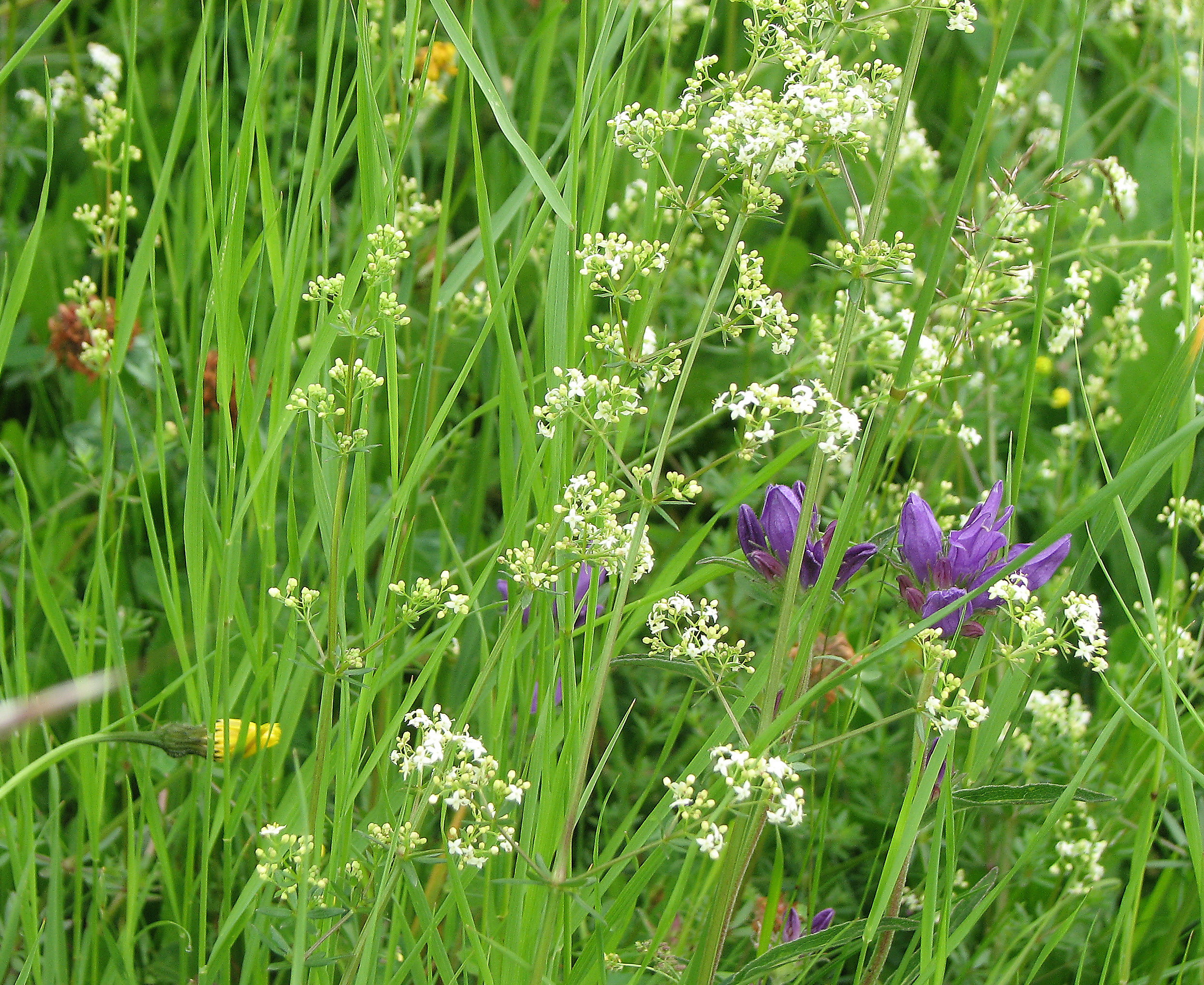 Wiesenlabkraut