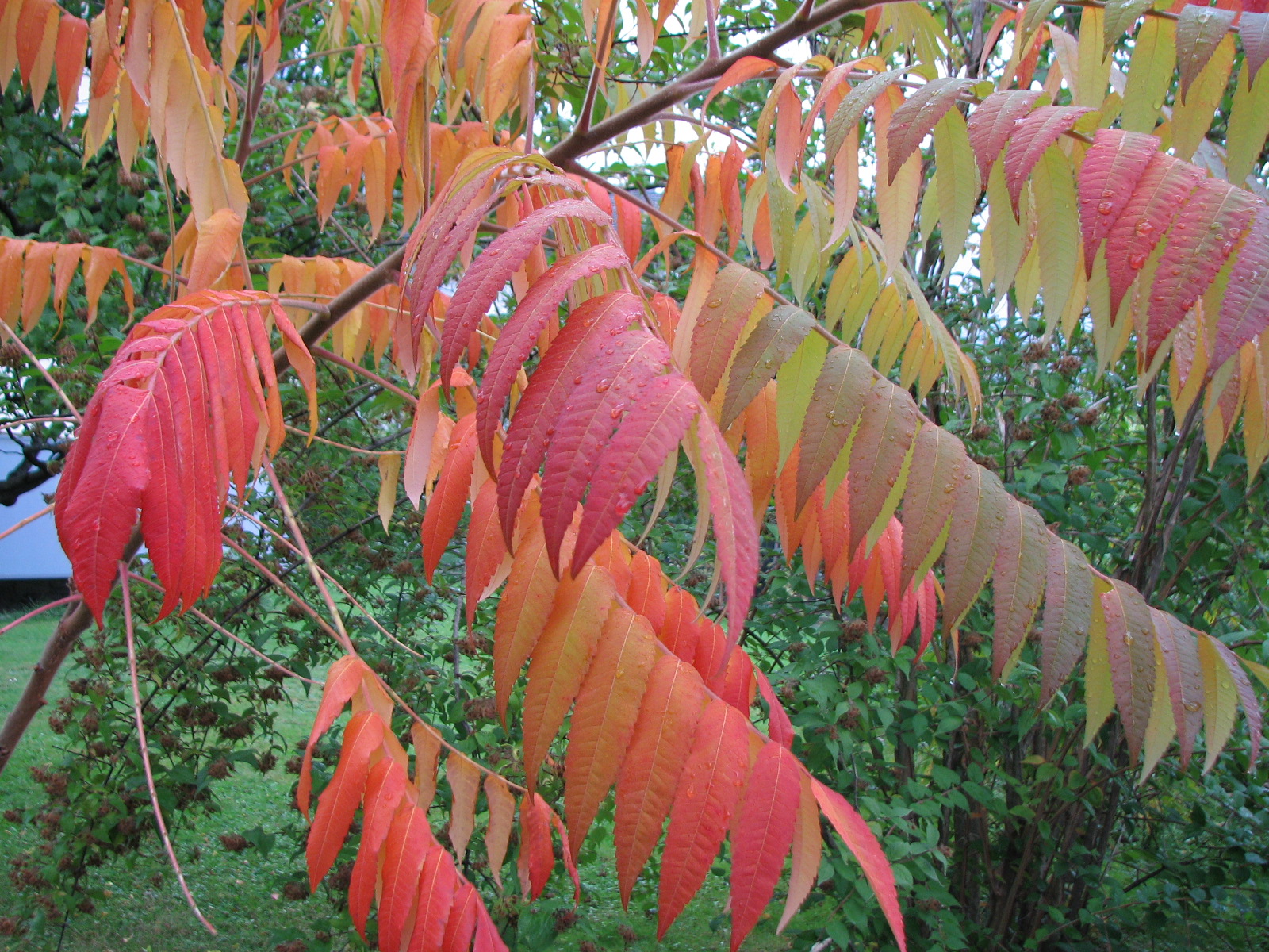 Essigbaum