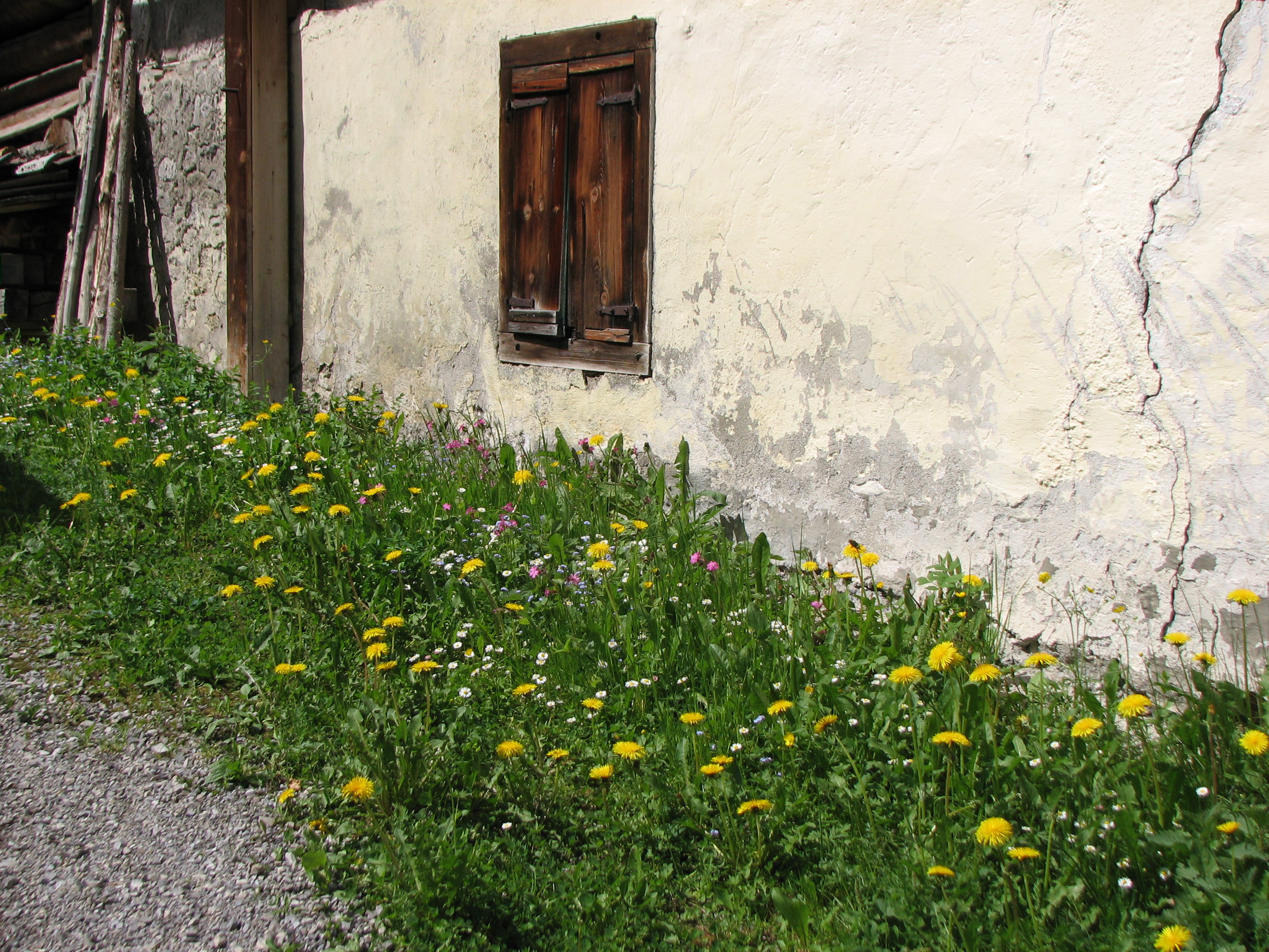 Gewöhnlicher Löwenzahn