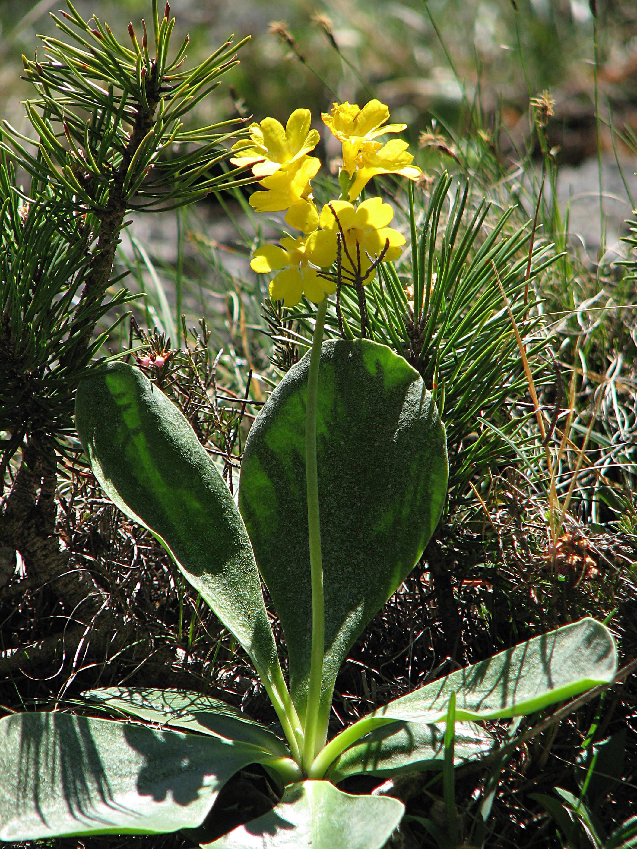 Alpenaurikel