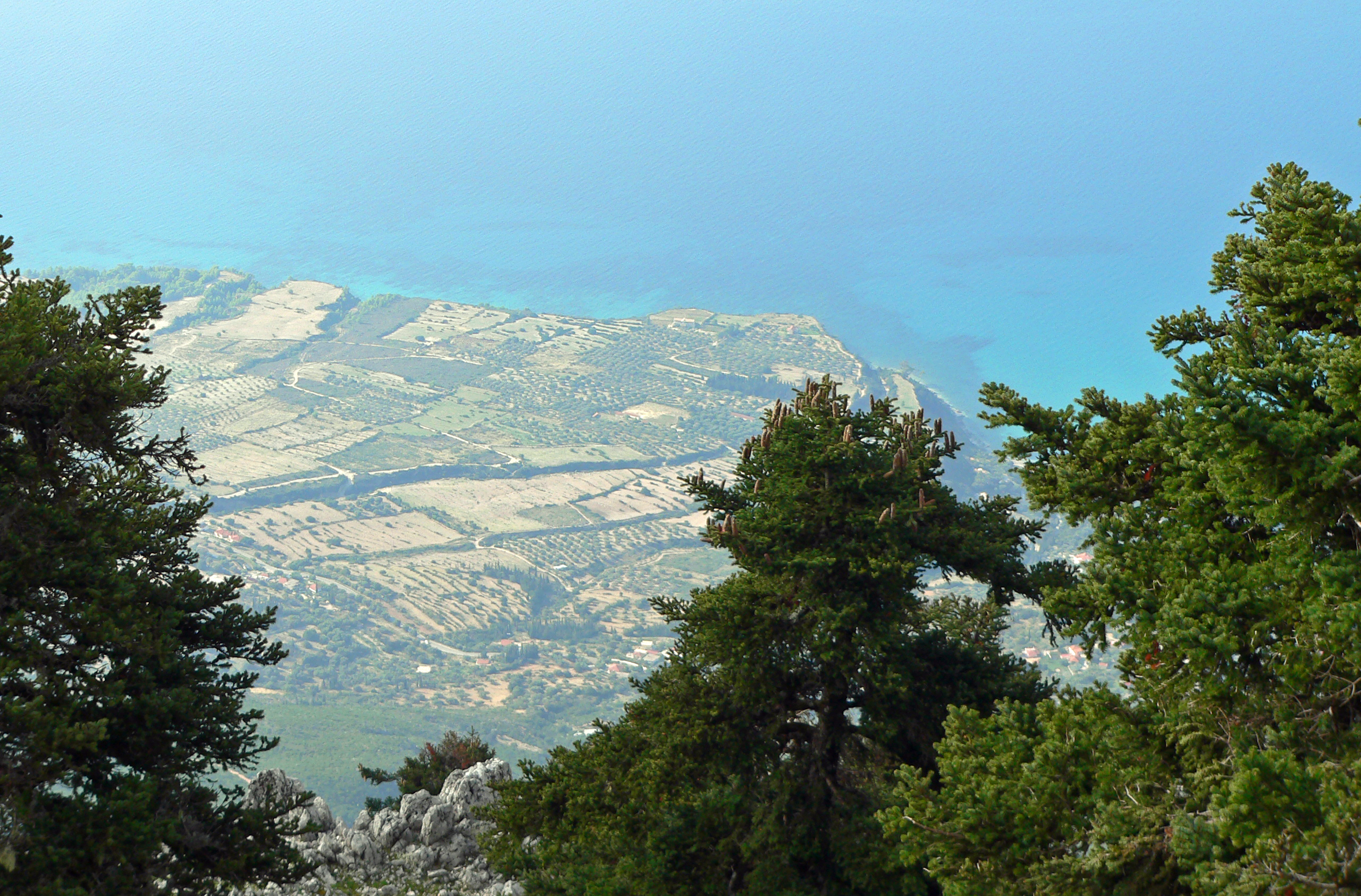 Griechische Tanne