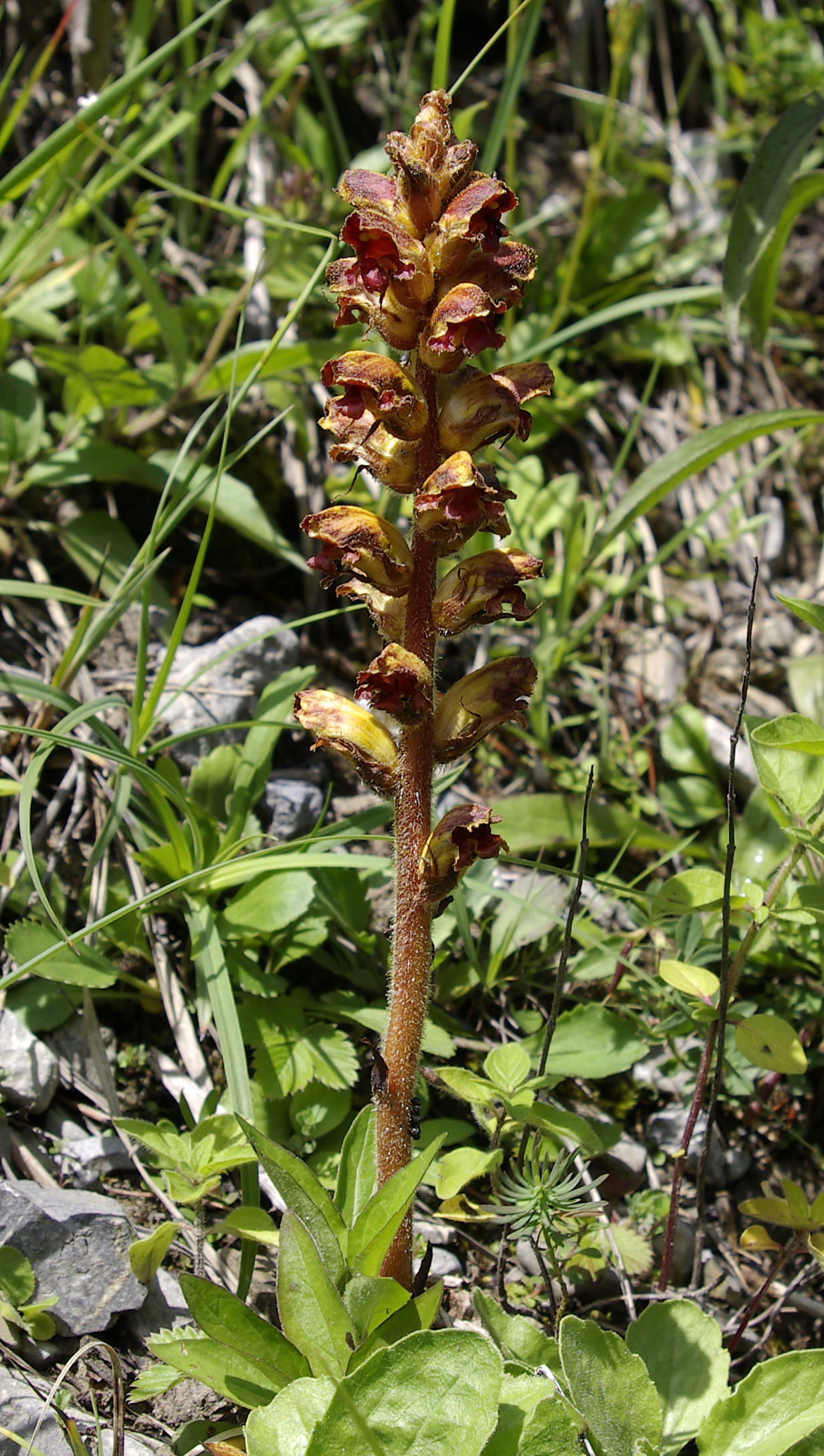 Blutrote Sommerwurz