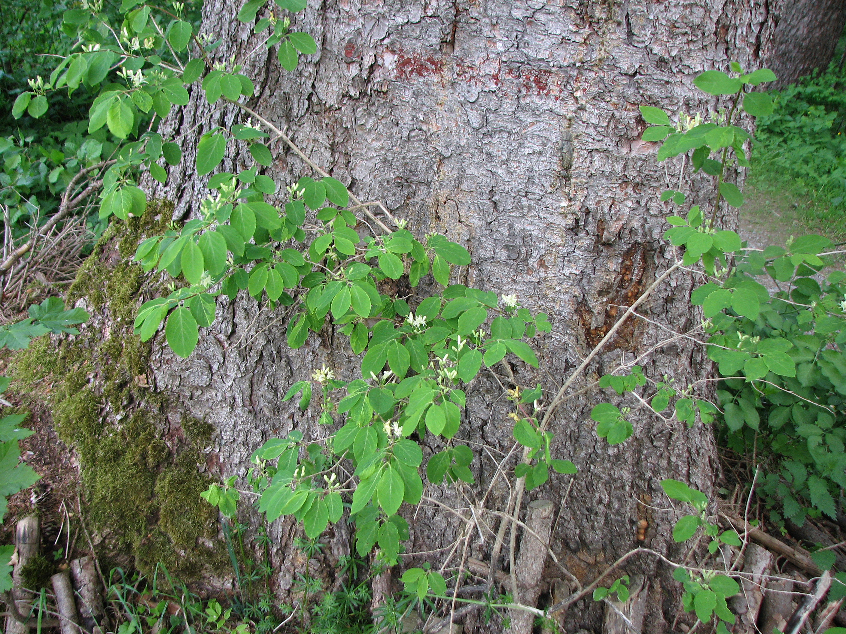 Rote Heckenkirsche