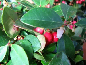 Niedere Scheinbeere