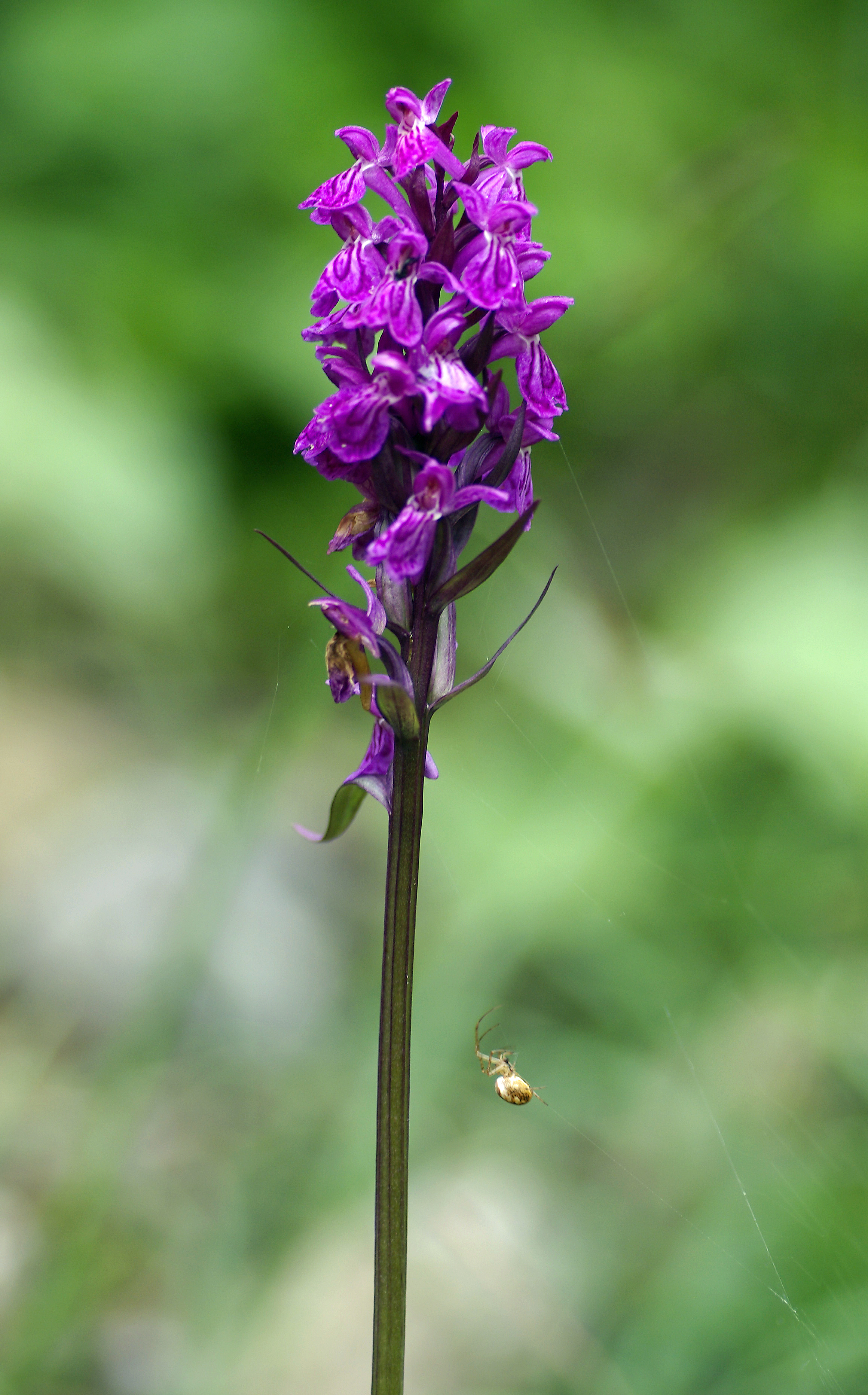 Breitblättrige Fingerwurz