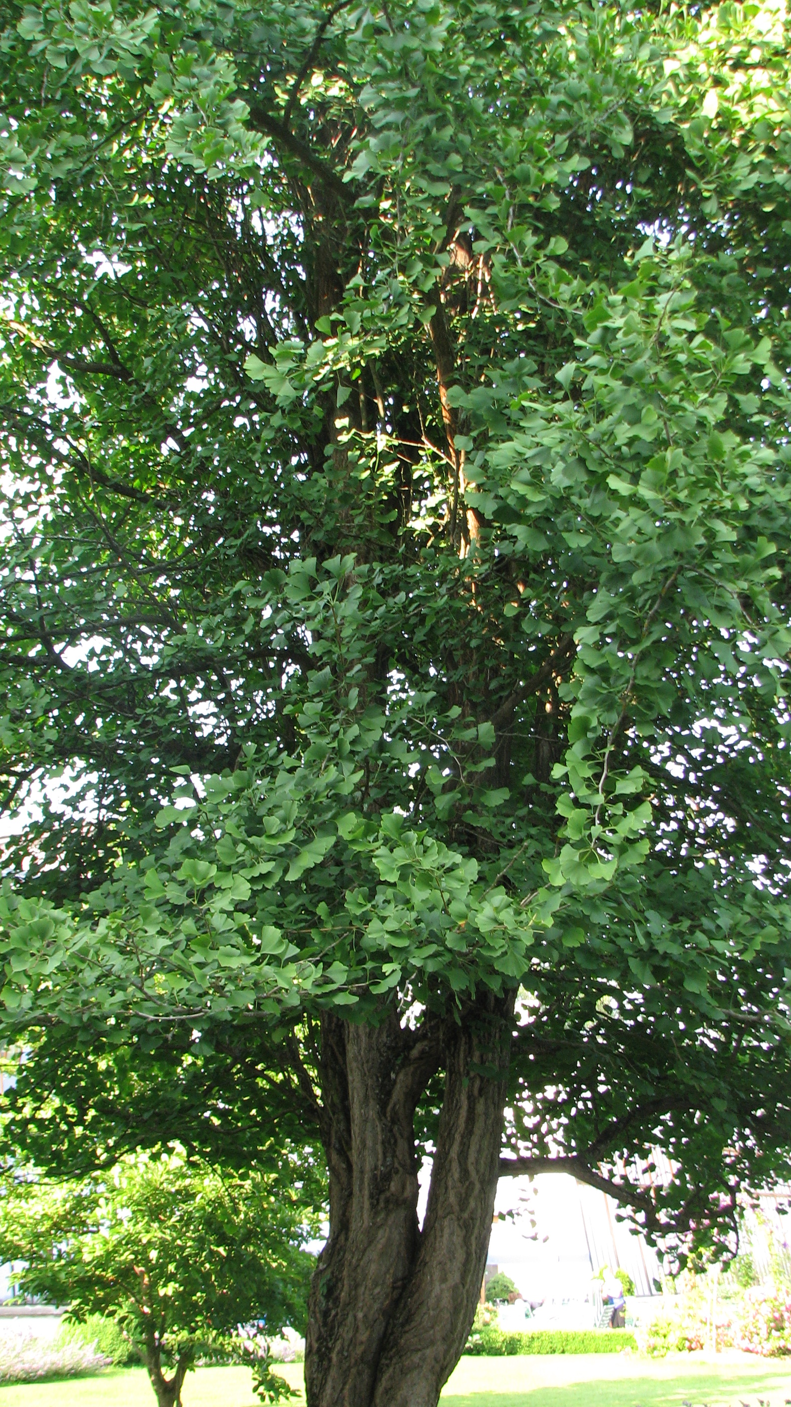 Ginkgo