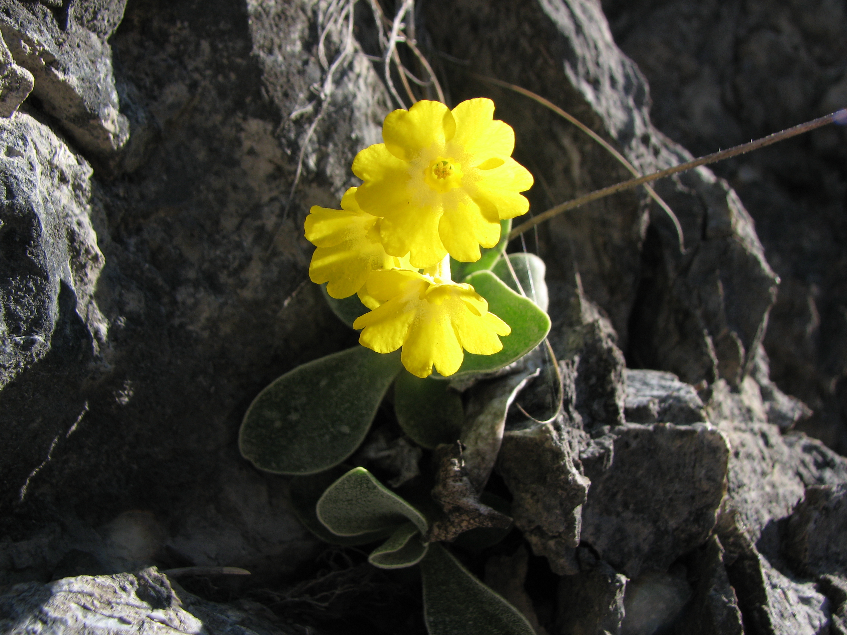 Alpenaurikel