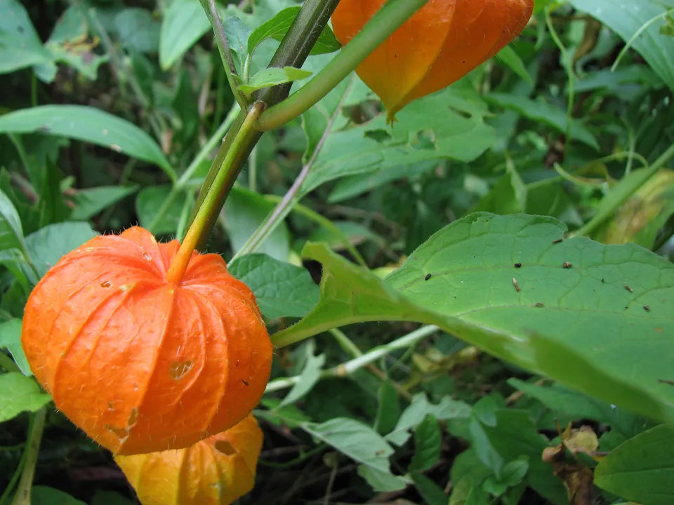 Lampionblume