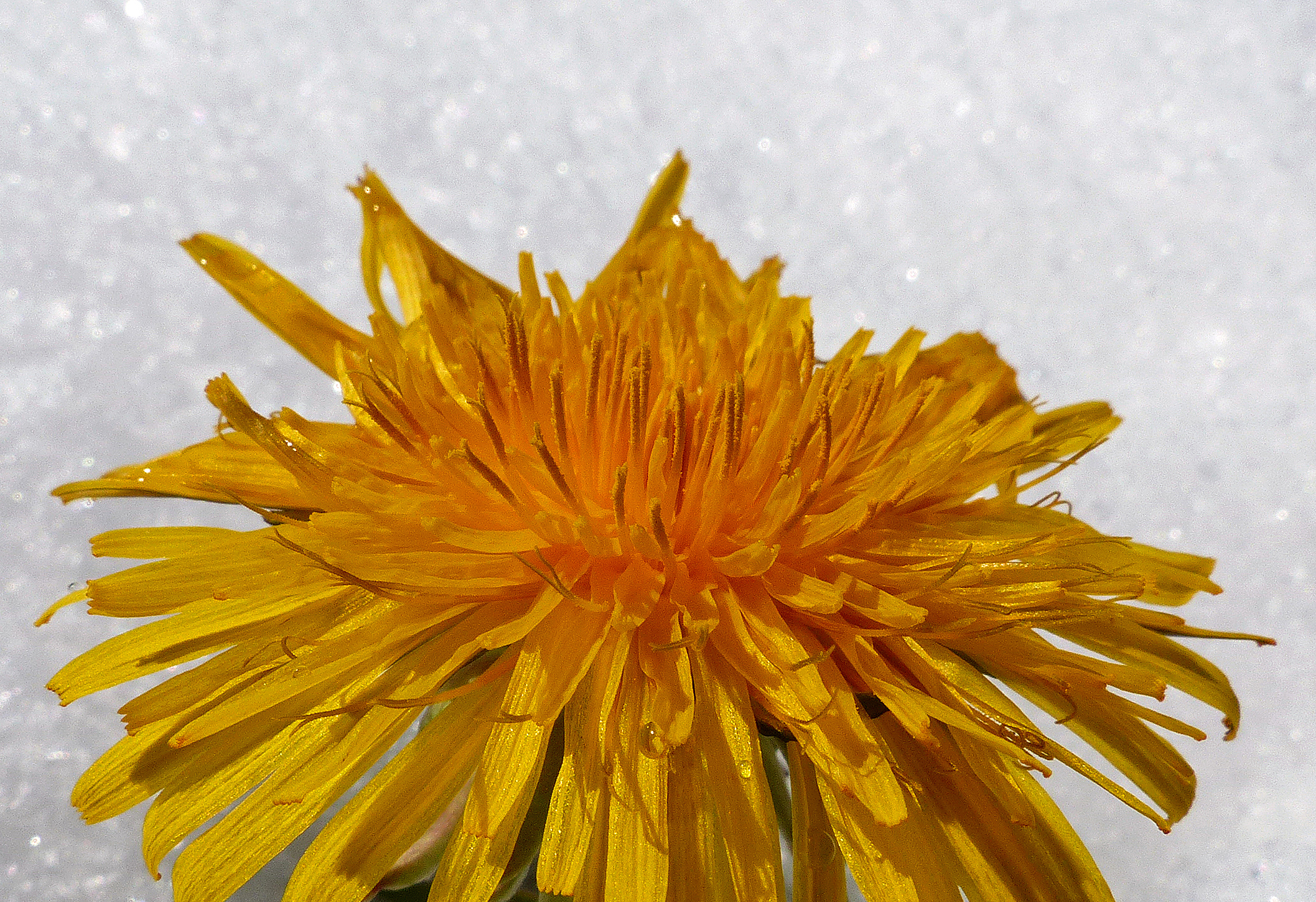 Gewöhnlicher Löwenzahn