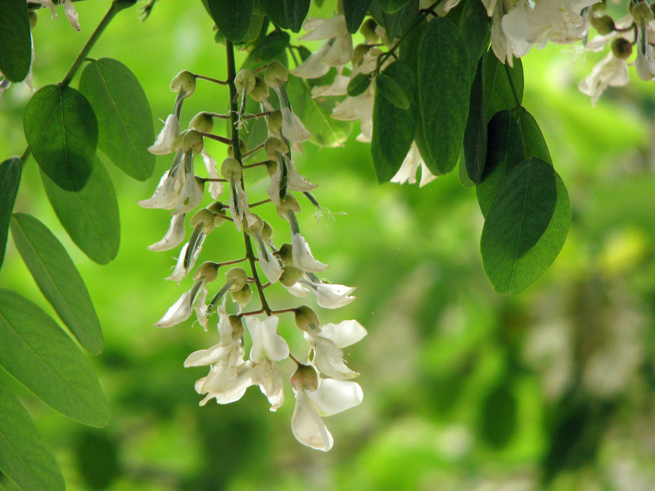 Robinie