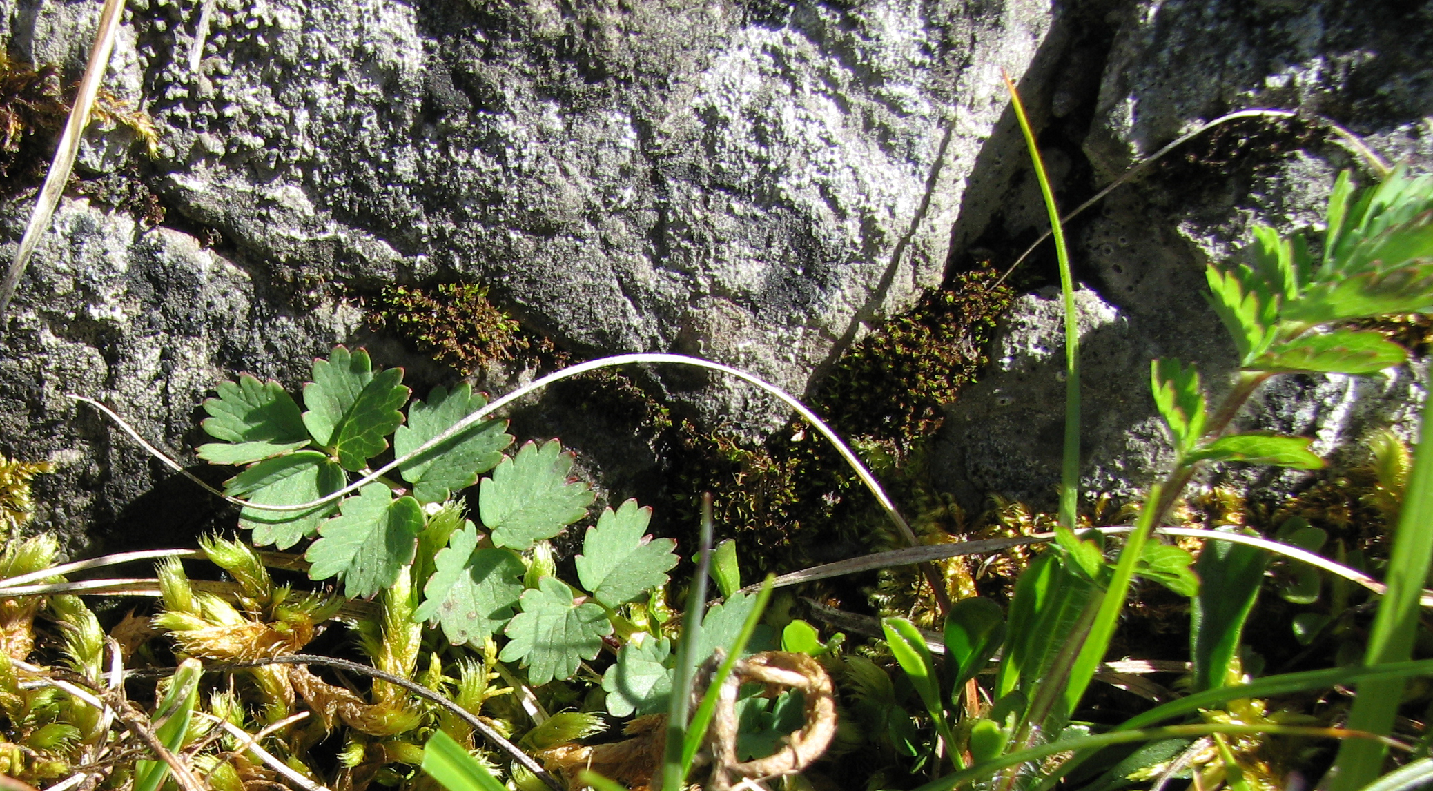 Kleiner Wiesenknopf