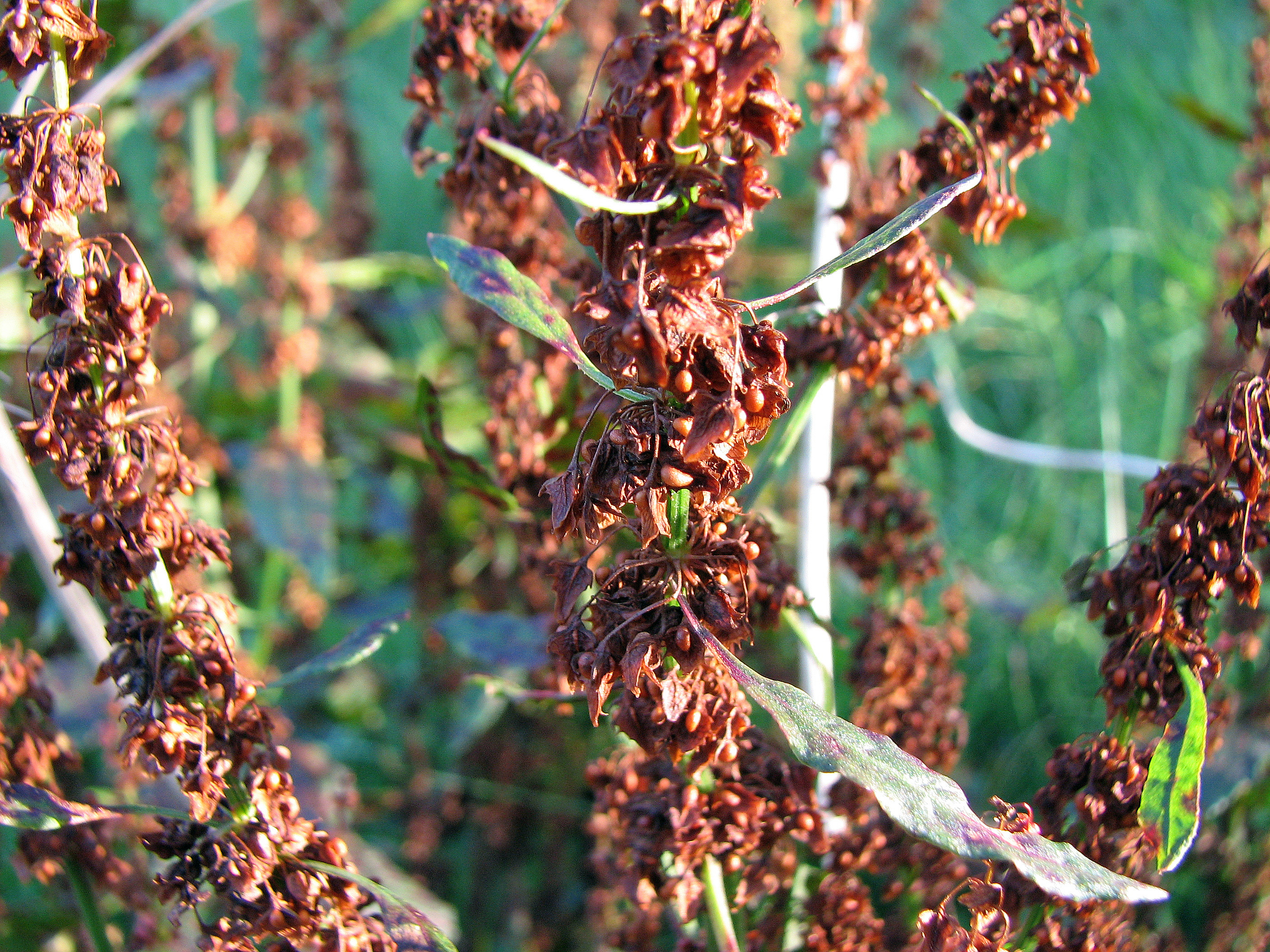 Stumpfblättriger Ampfer
