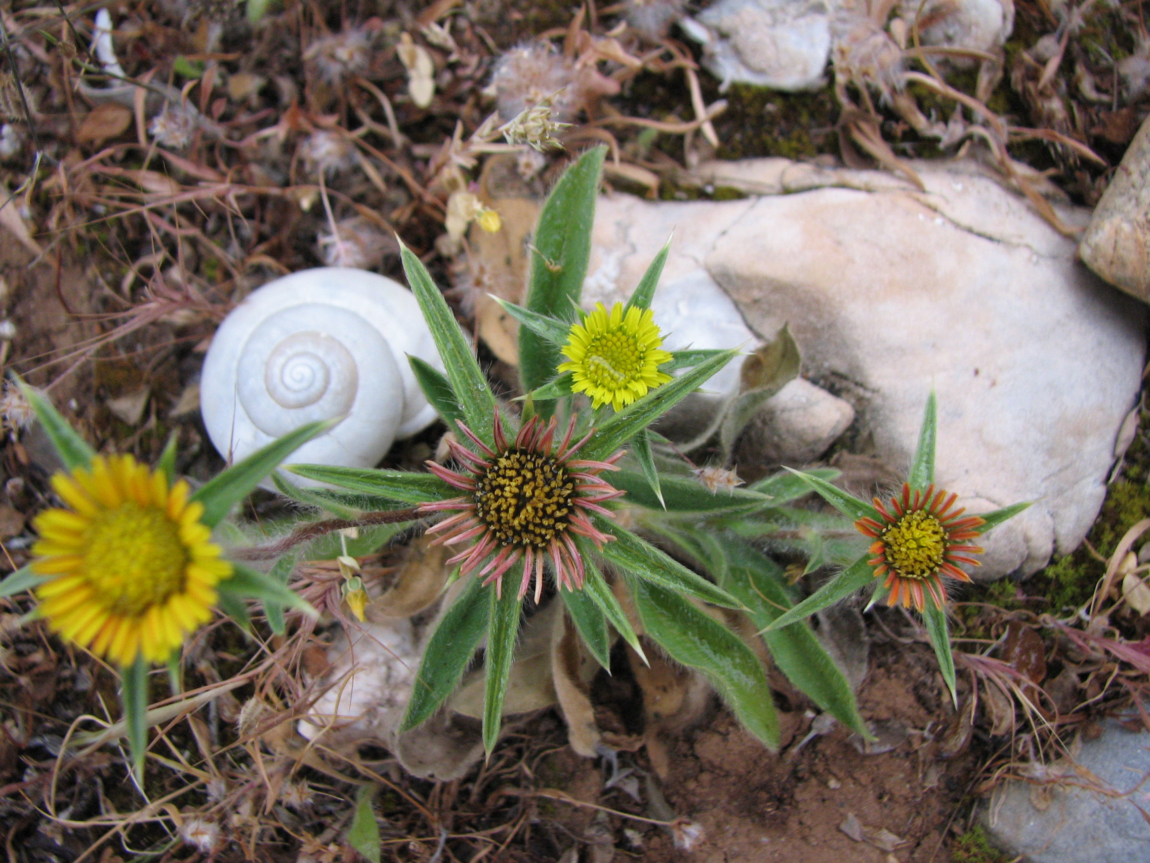 Stechendes Sternauge