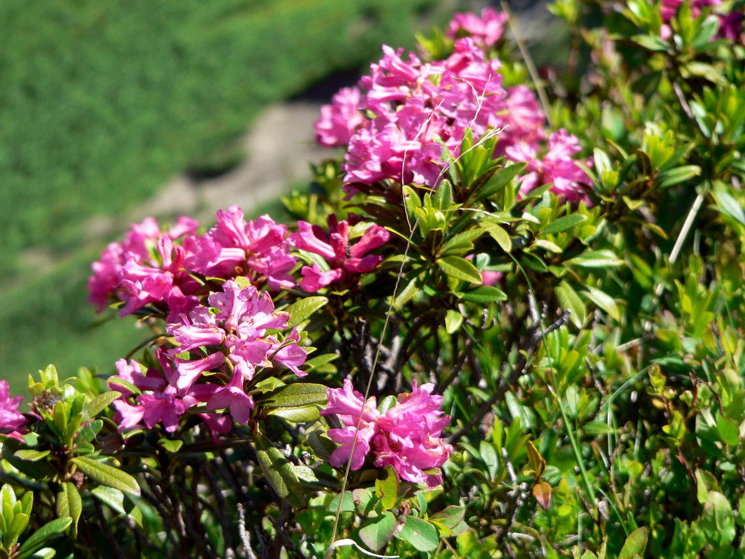 Rostblättrige Alpenrose