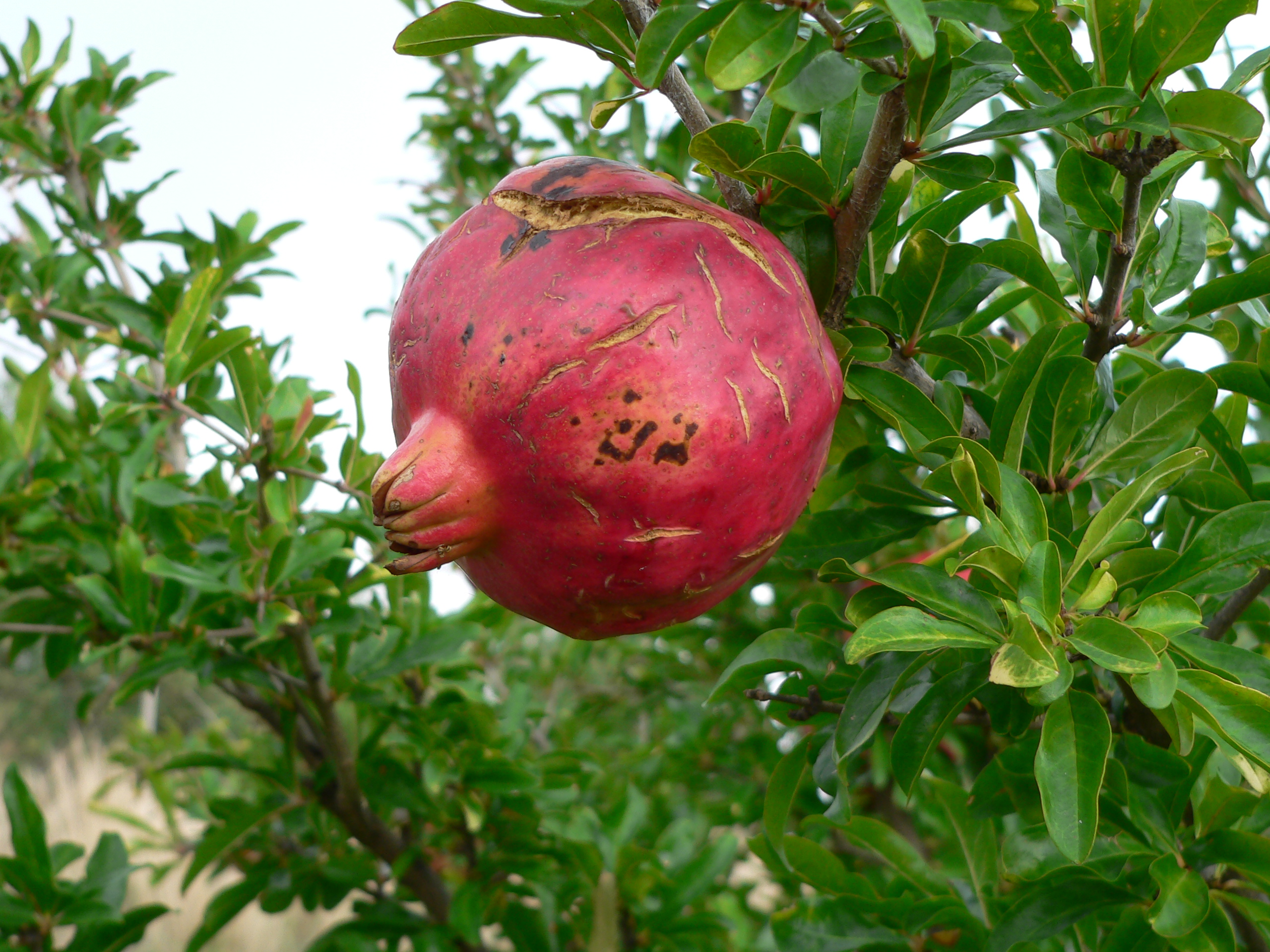 Granatapfel