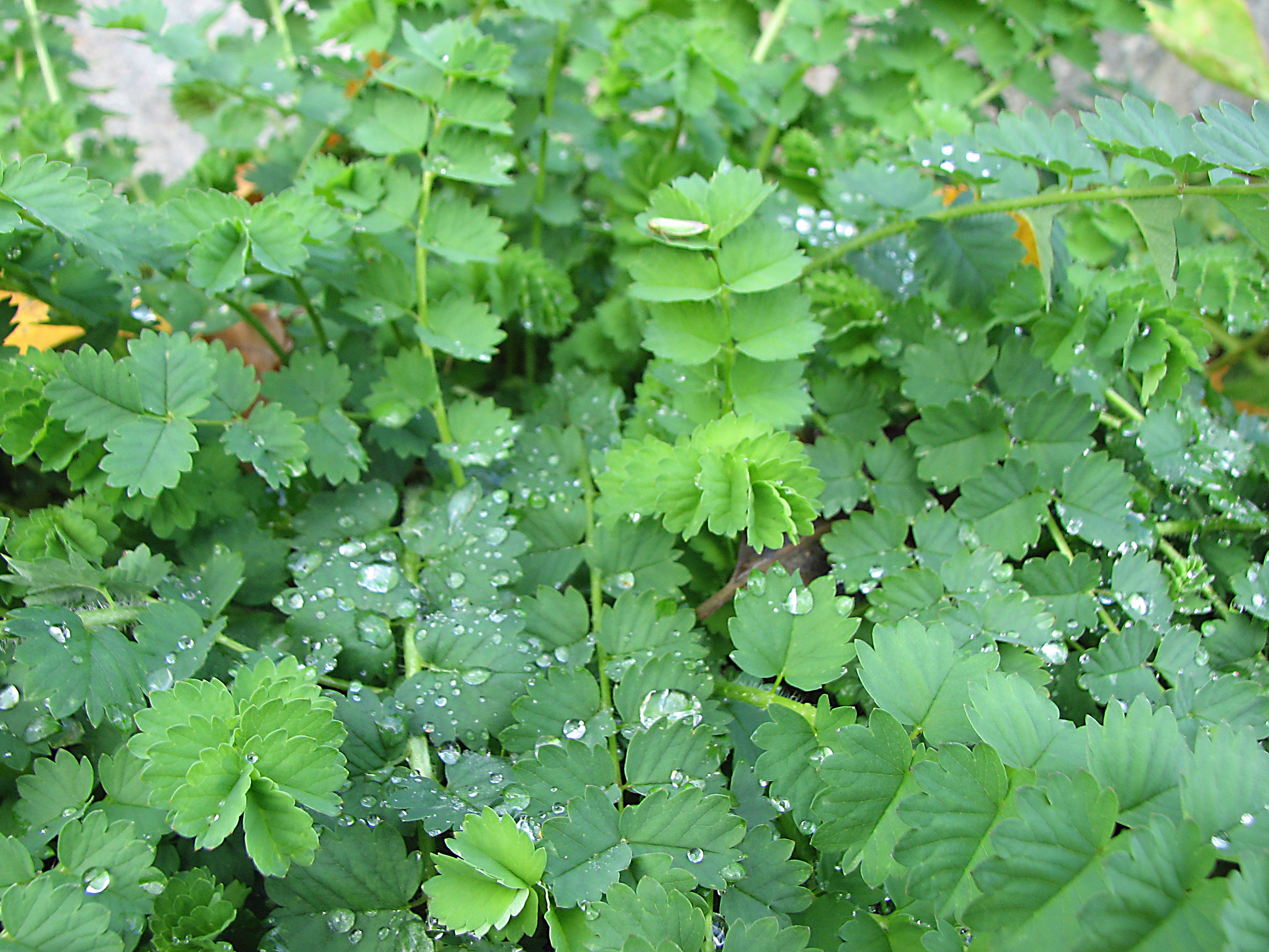 Kleiner Wiesenknopf