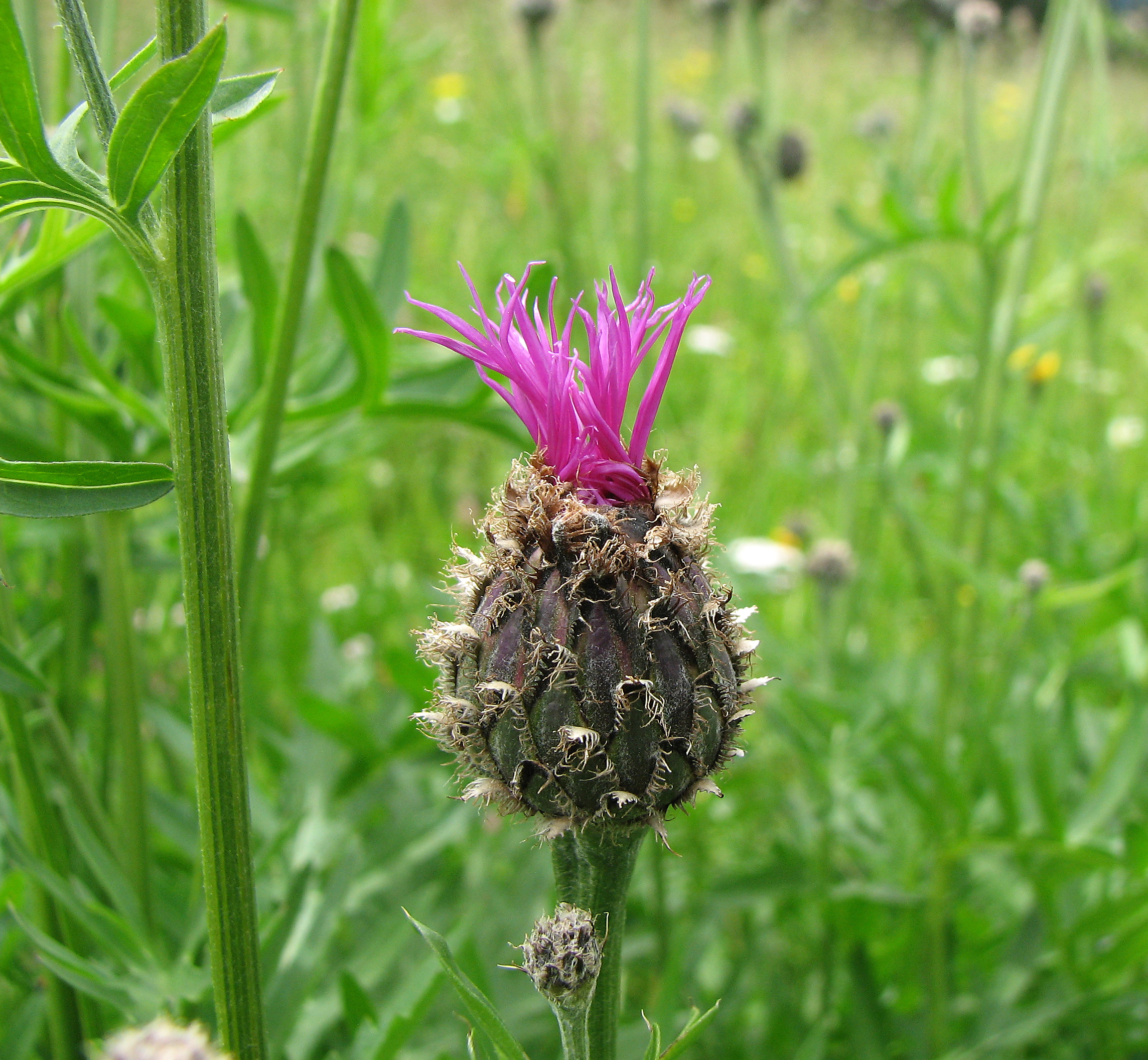 Skabiosenflockenblume