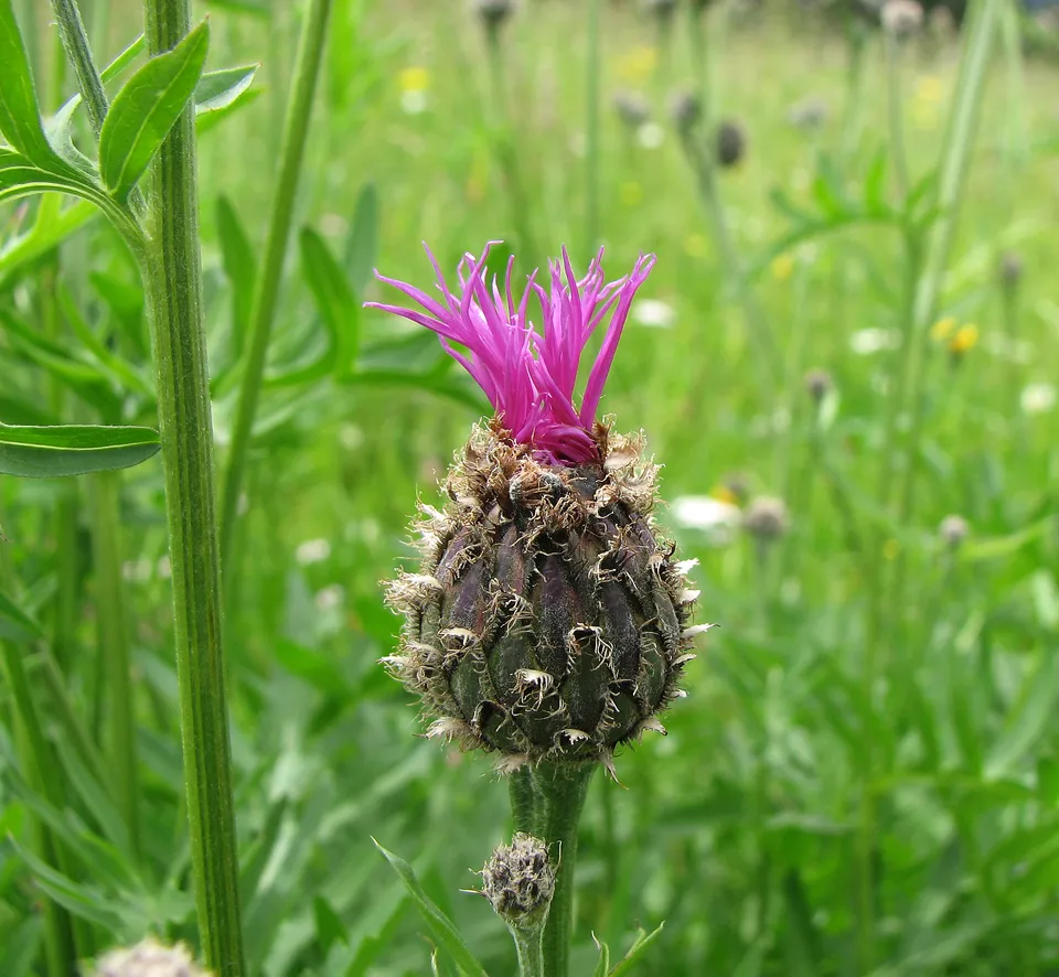 Skabiosenflockenblume