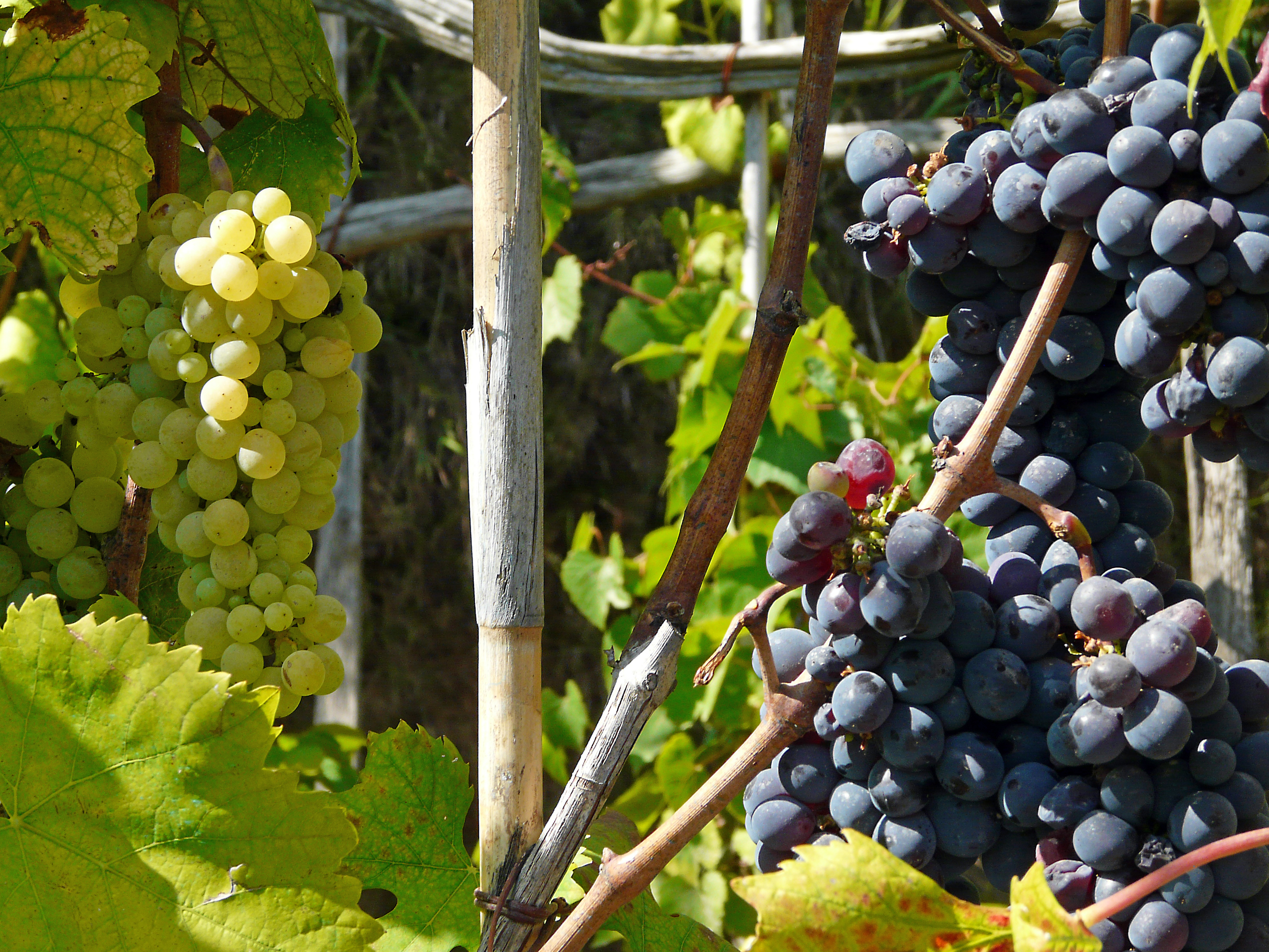 Weinrebe