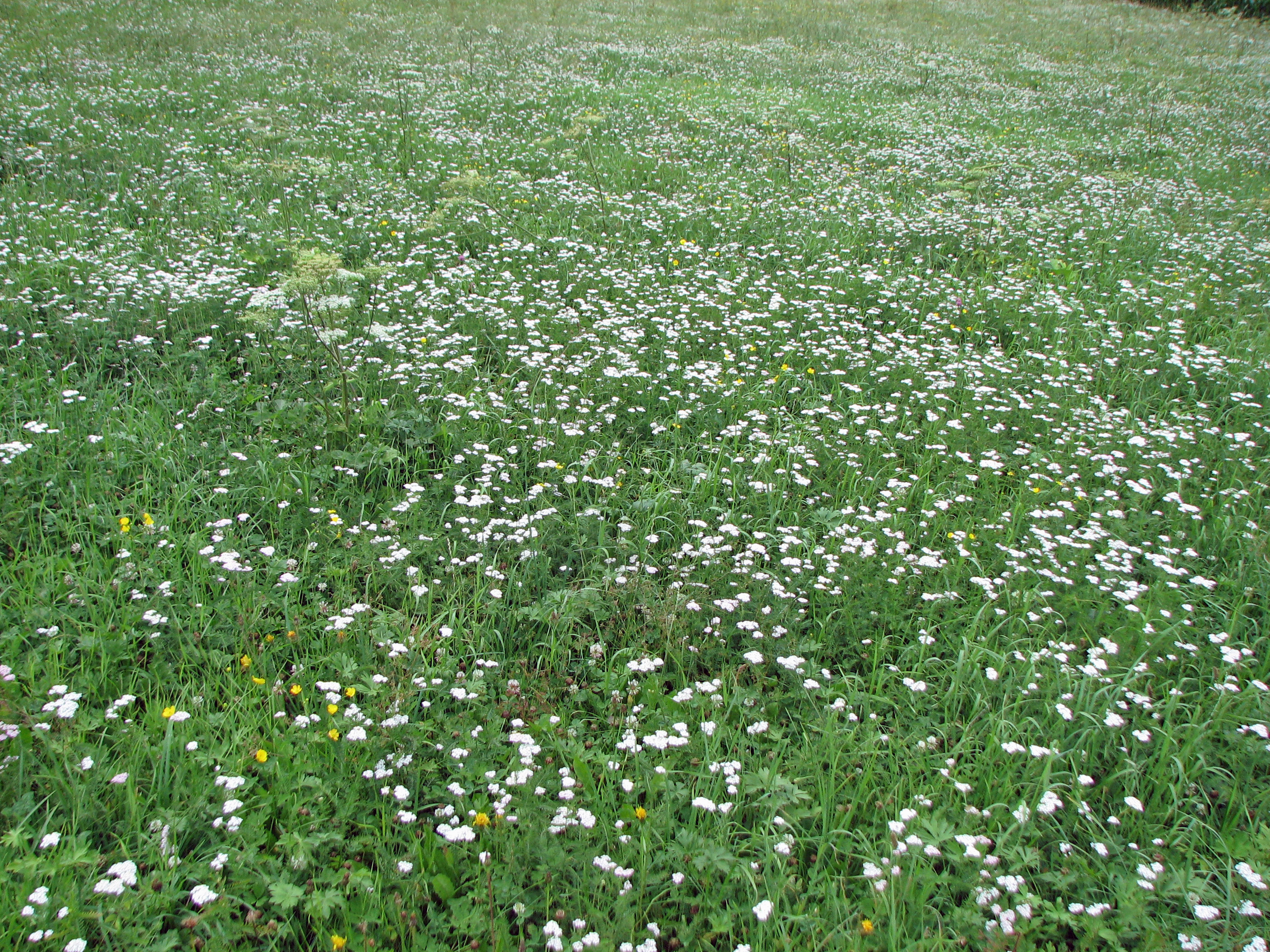Gewöhnliche Schafgarbe