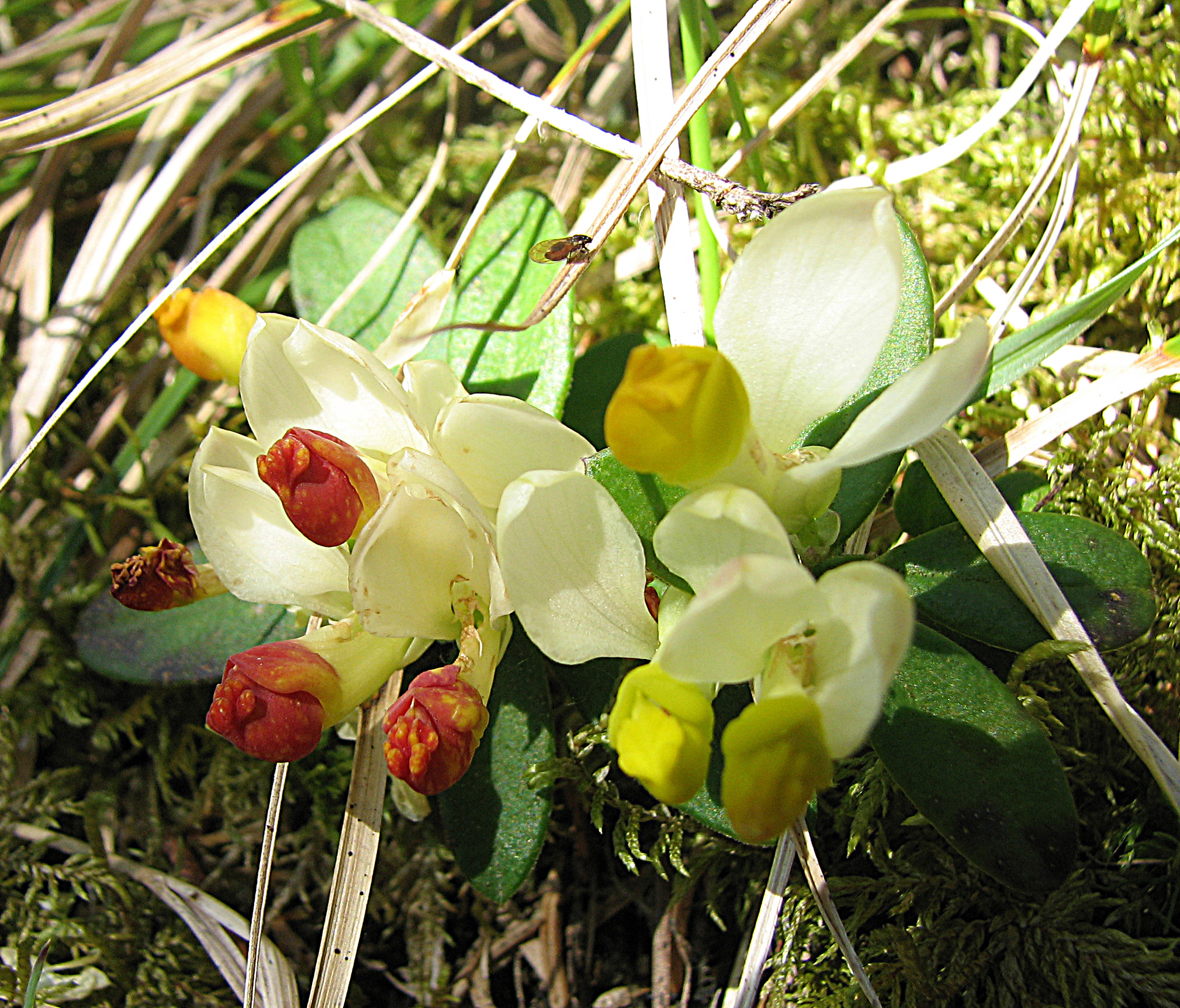 Buchsblättriges Kreuzblümchen