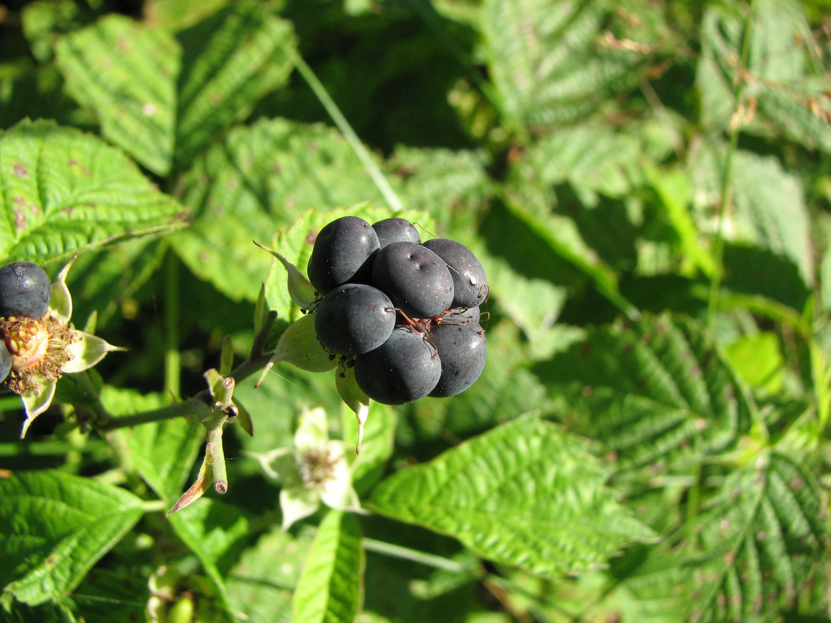 Kratzbeere
