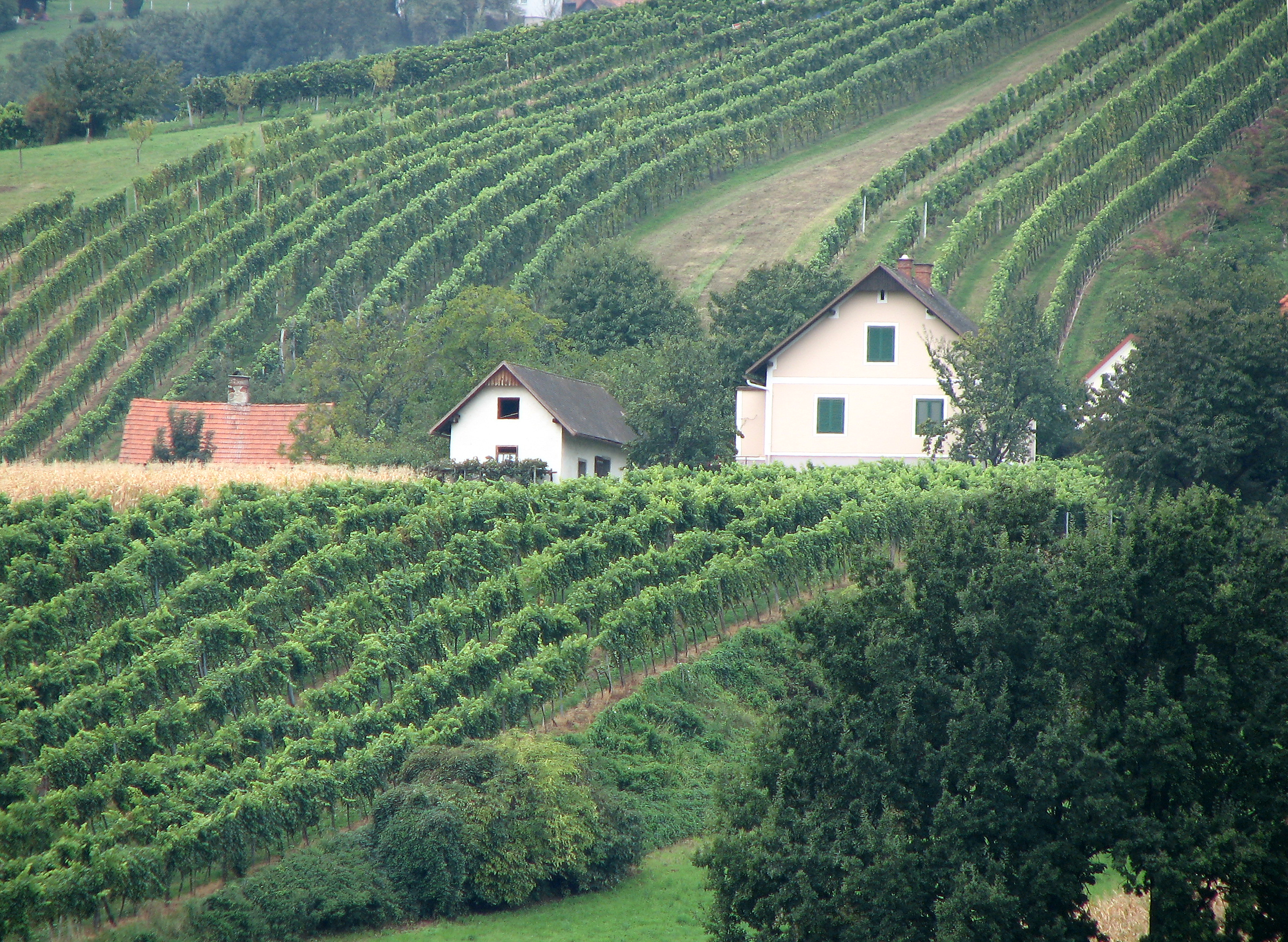 Weinrebe