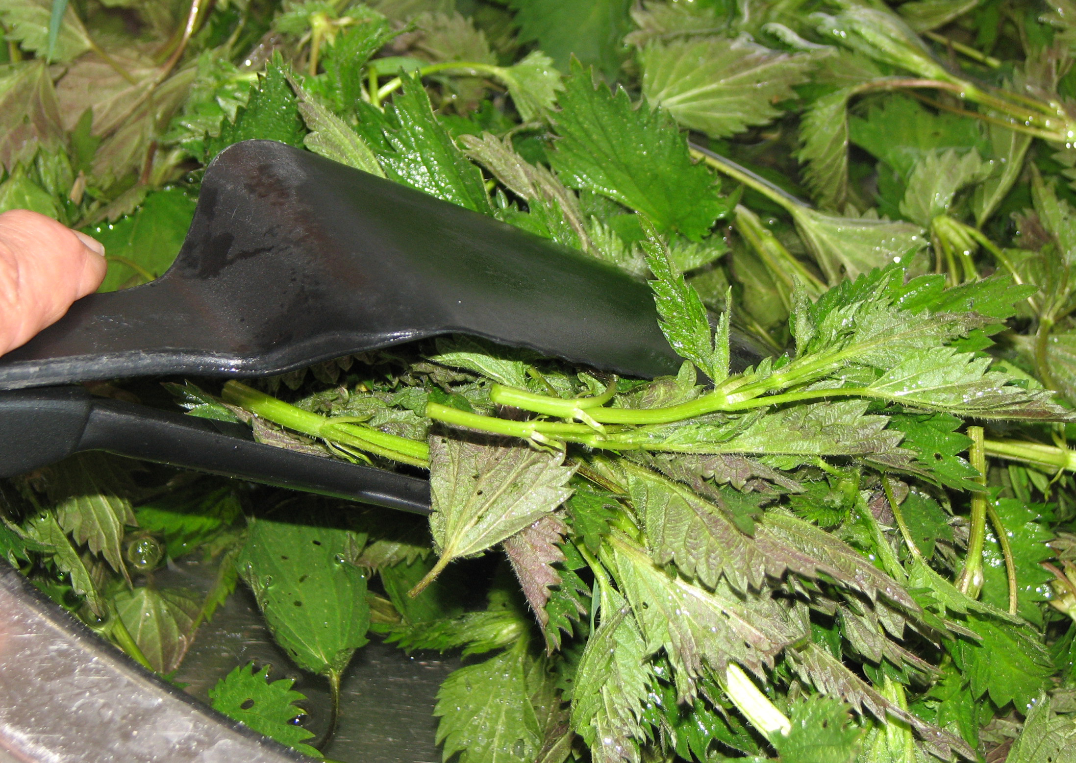 Brennnesselspinat - u. a. Spinat