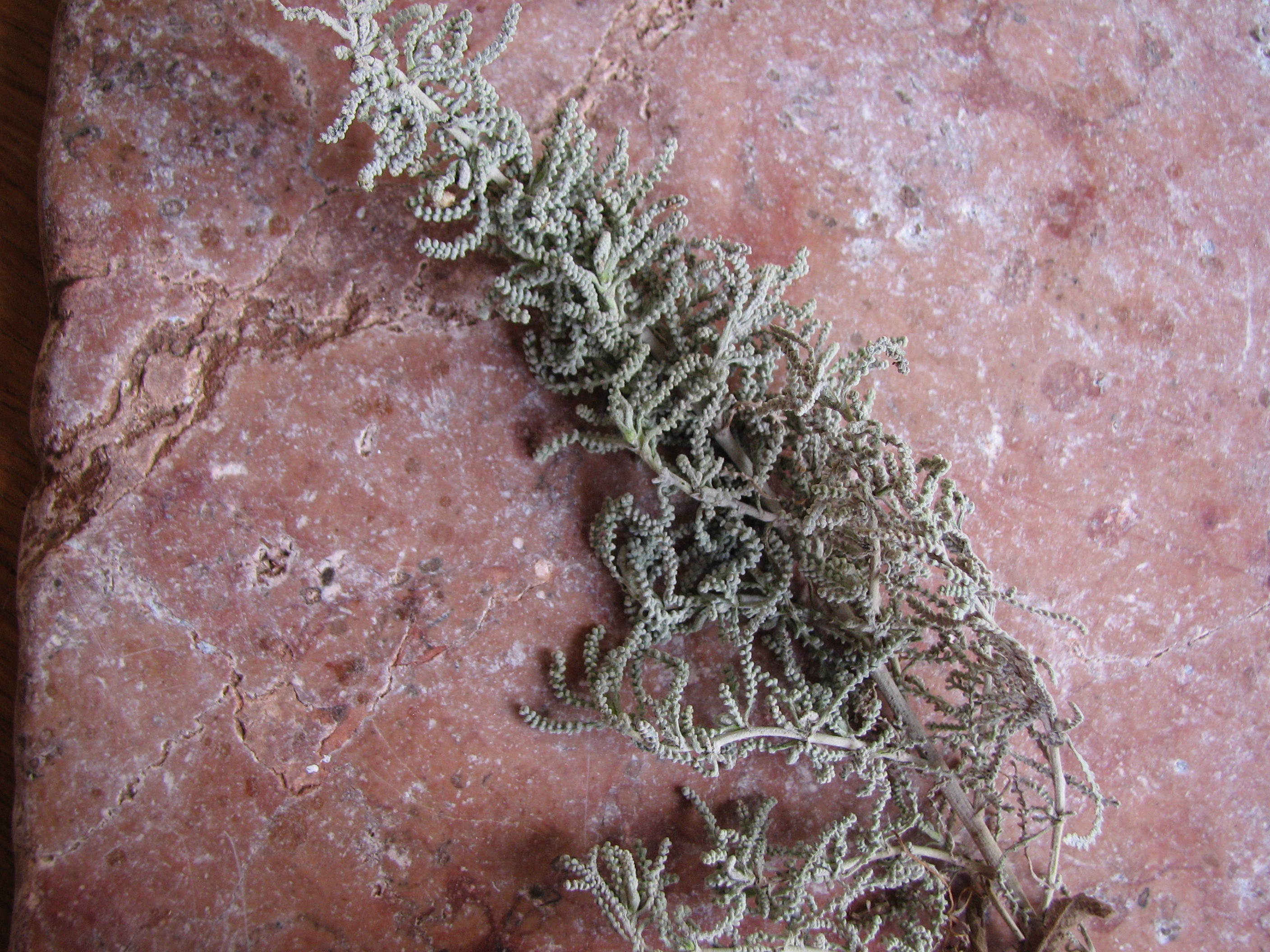 Graues Heiligenkraut