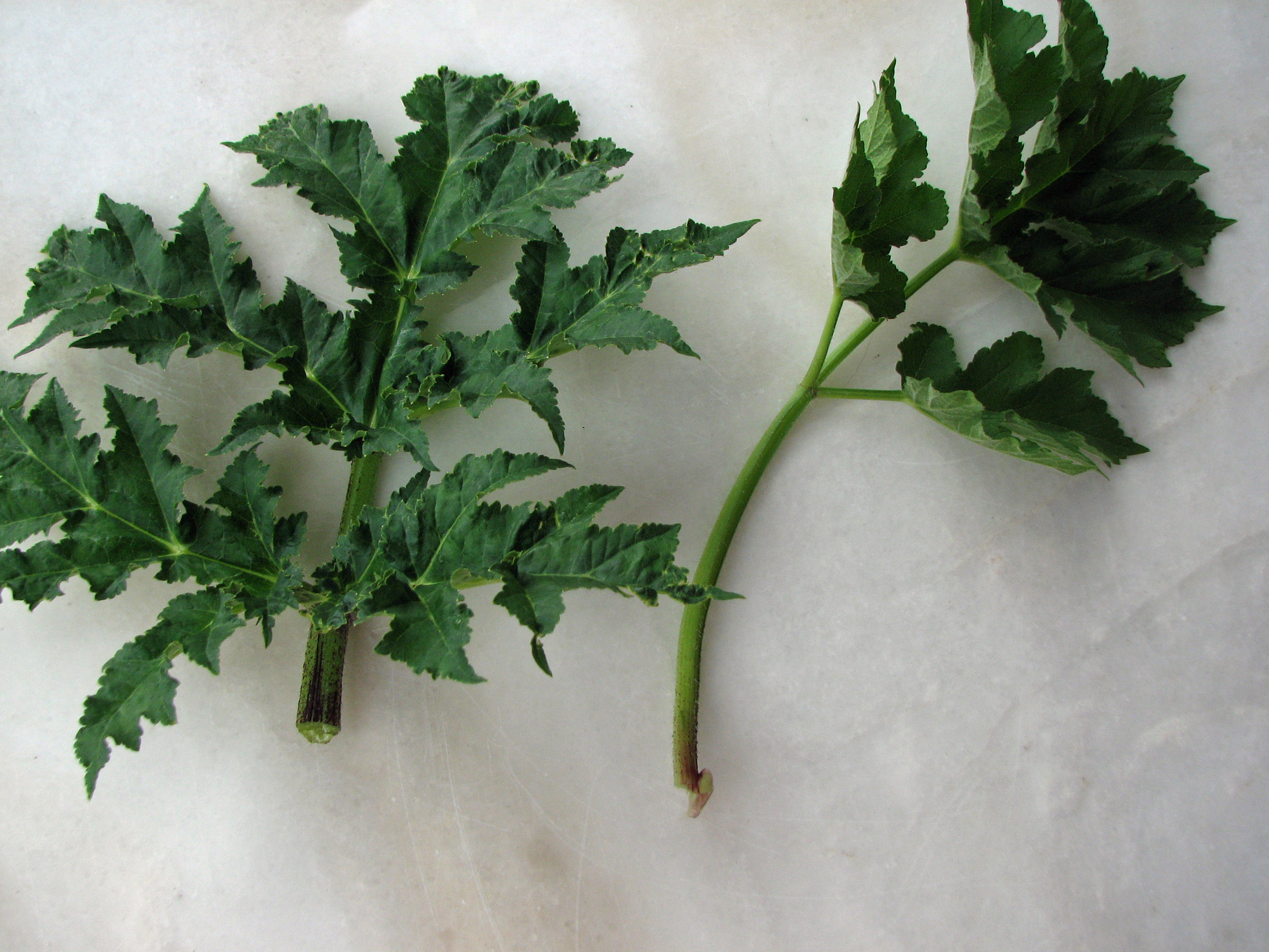 Wiesenbärenklau