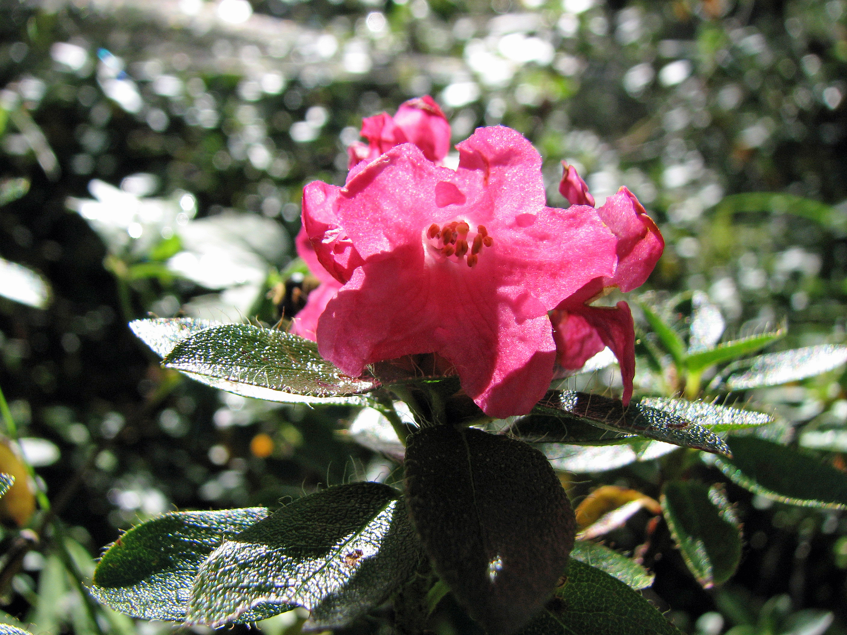 Bewimperte Alpenrose