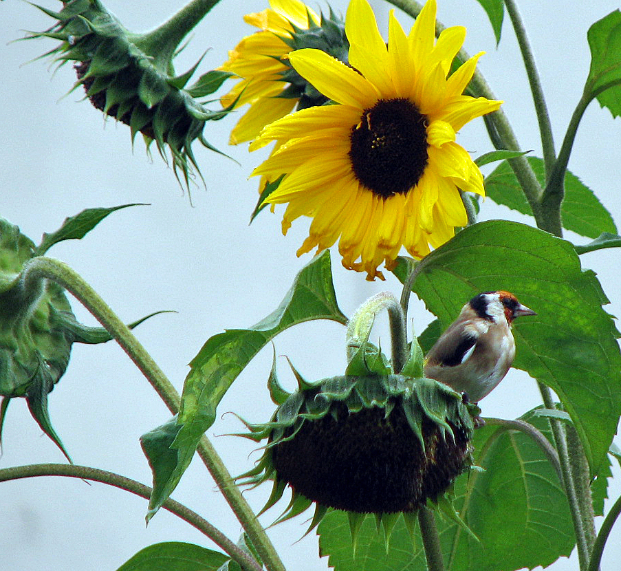 Sonnenblume