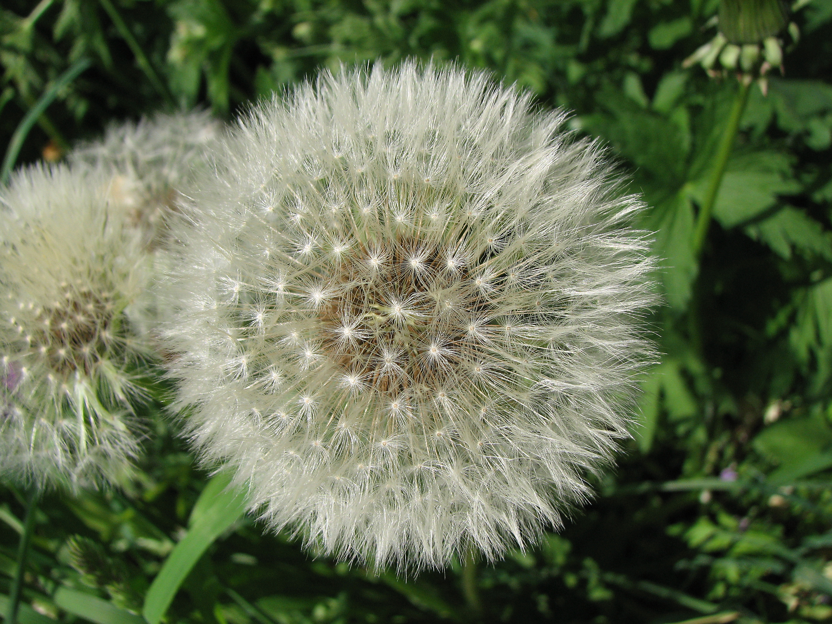 Gewöhnlicher Löwenzahn
