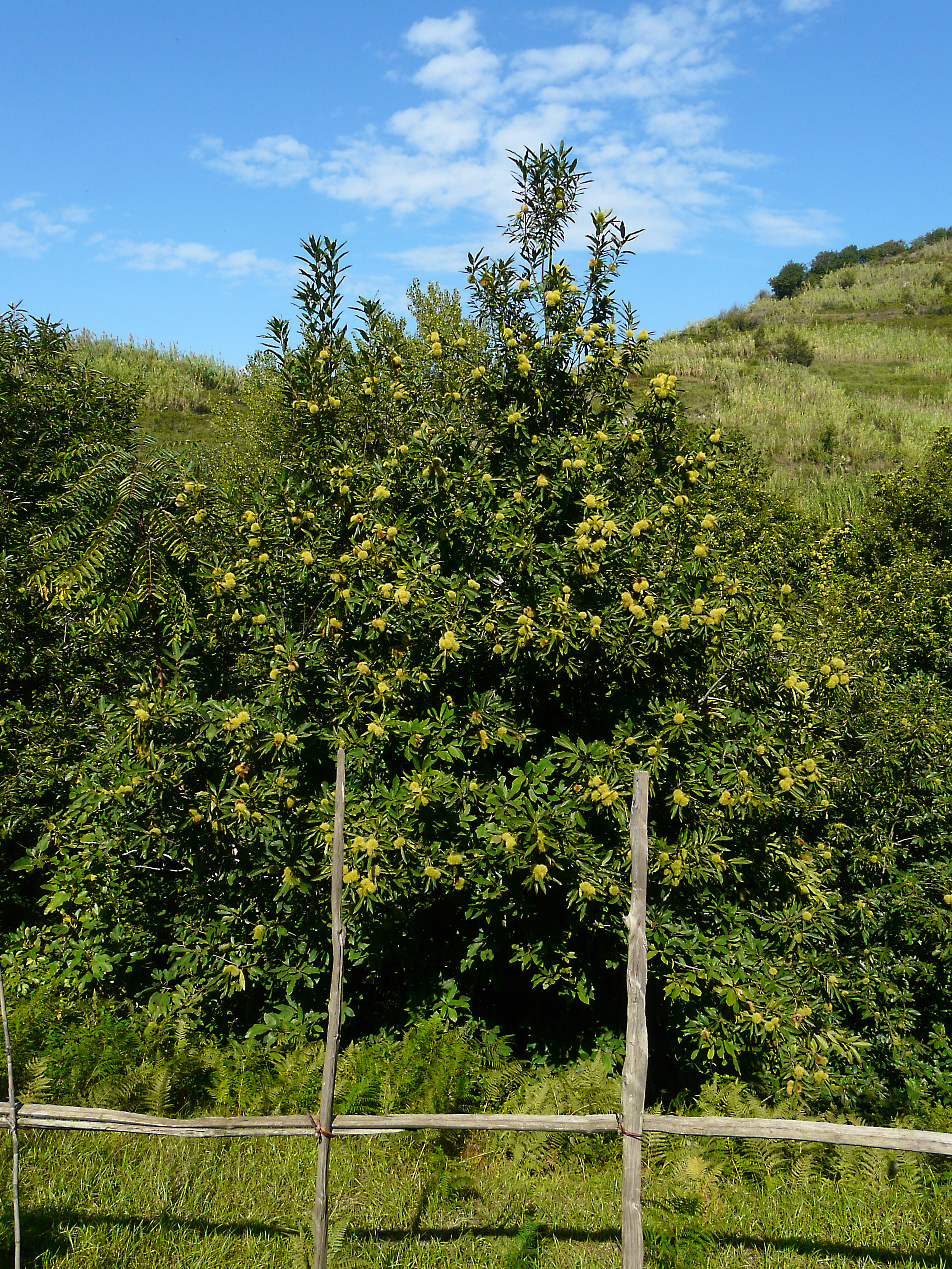 Edelkastanie