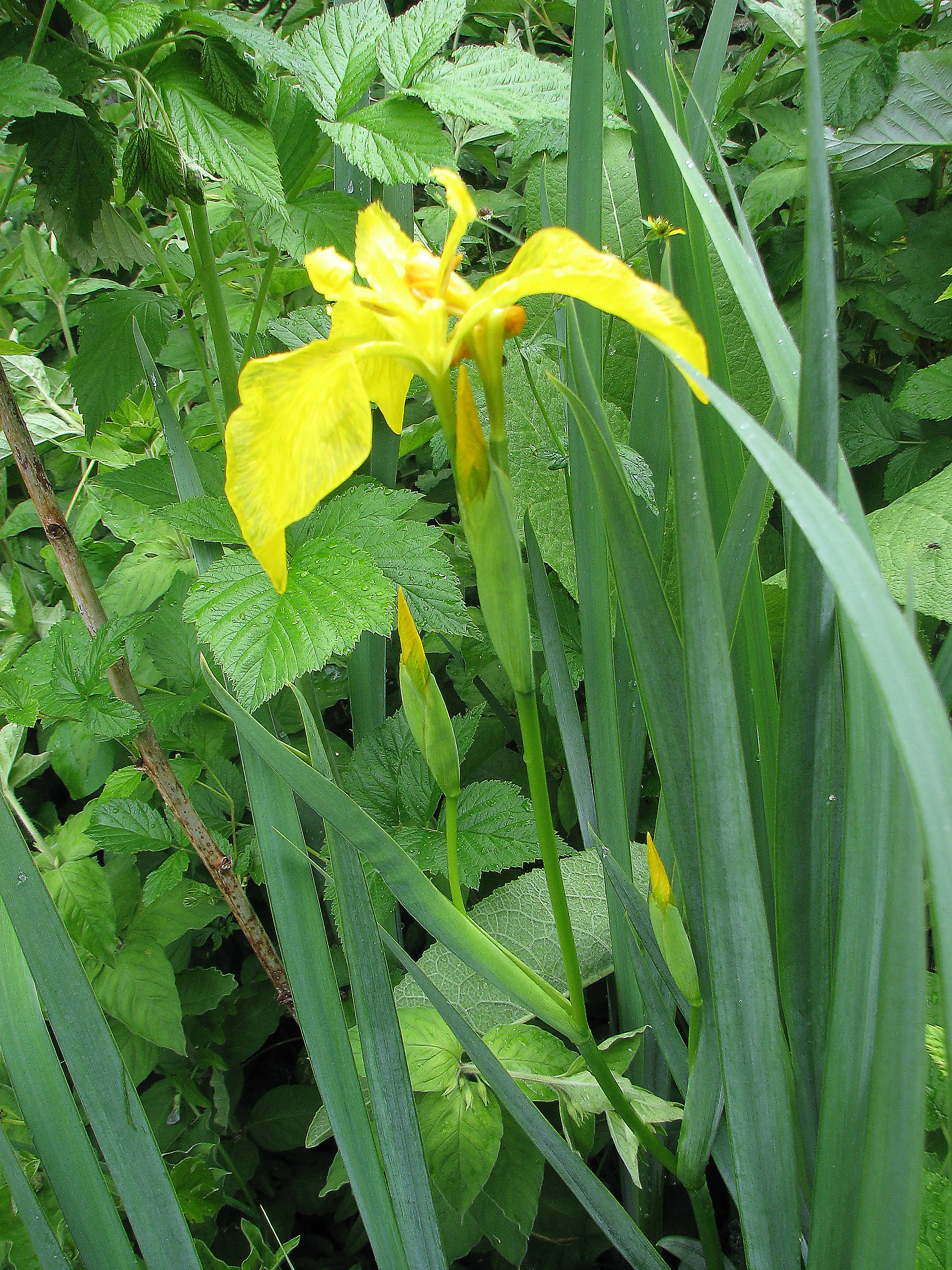 Sumpfschwertlilie