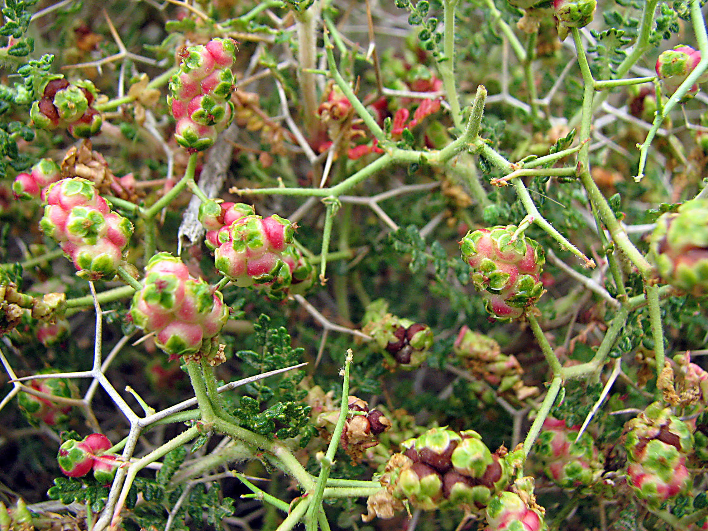 Dornige Bibernelle