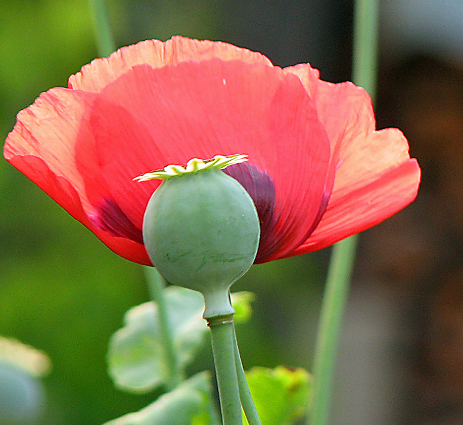 Schlafmohn