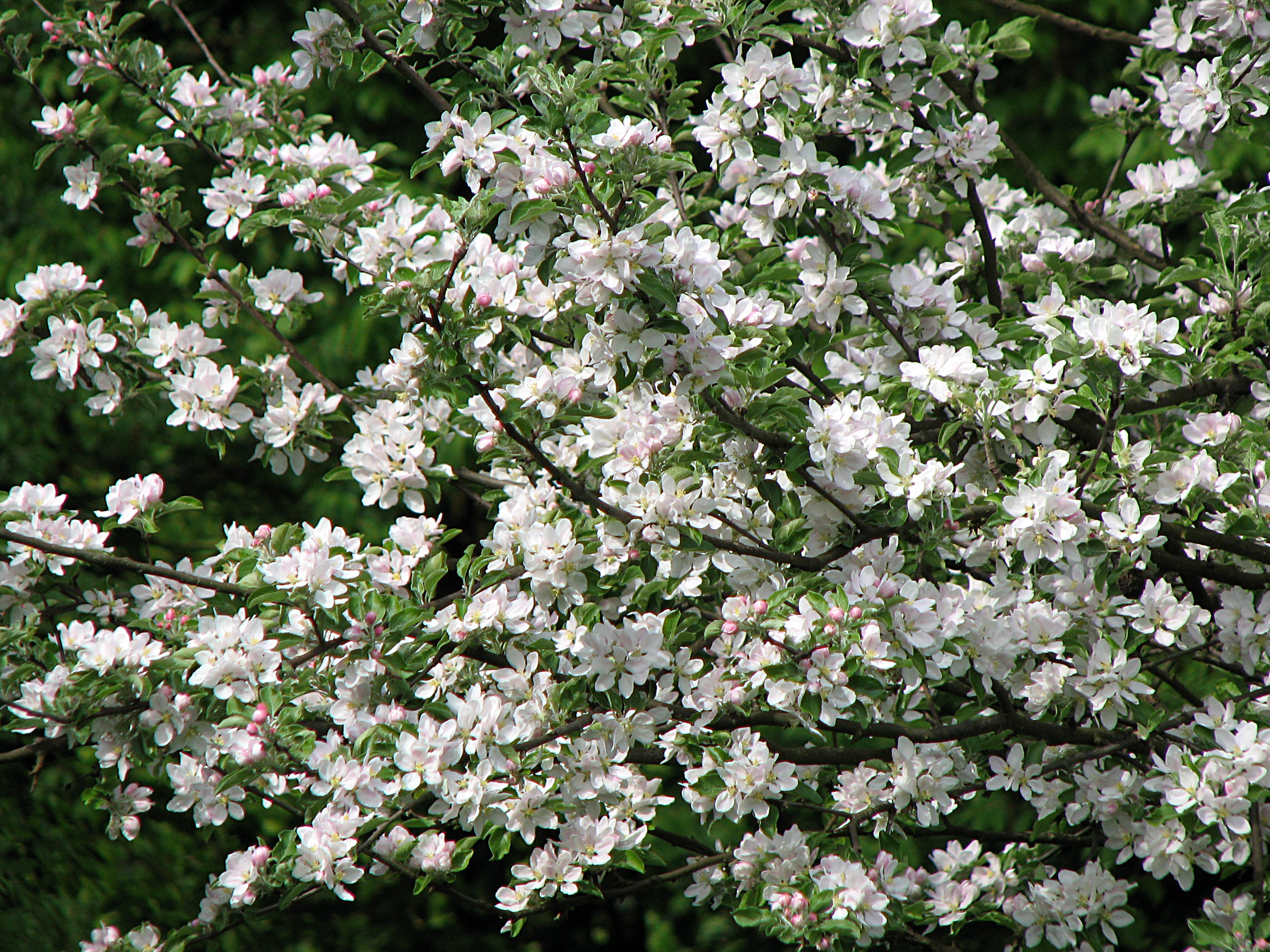 Apfel