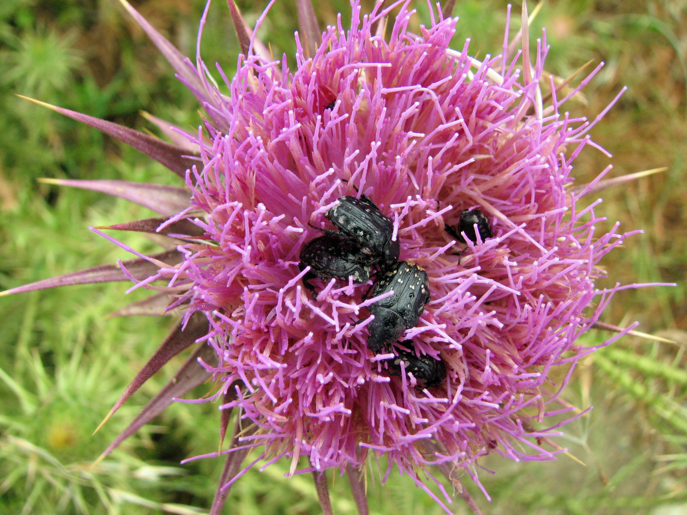 Eselsdistel
