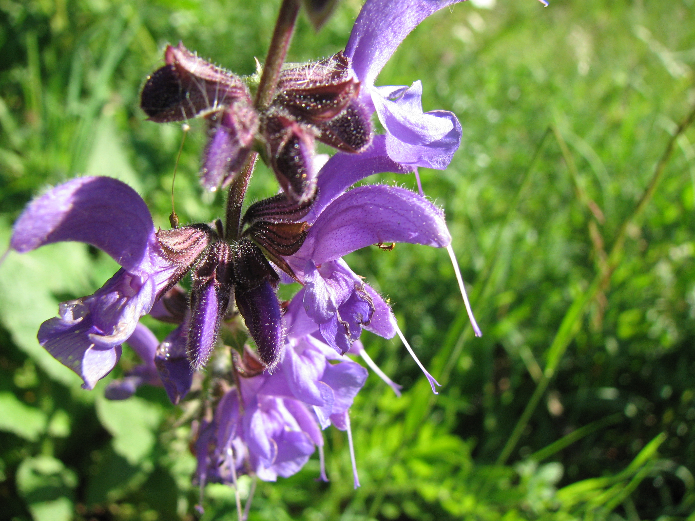 Wiesensalbei