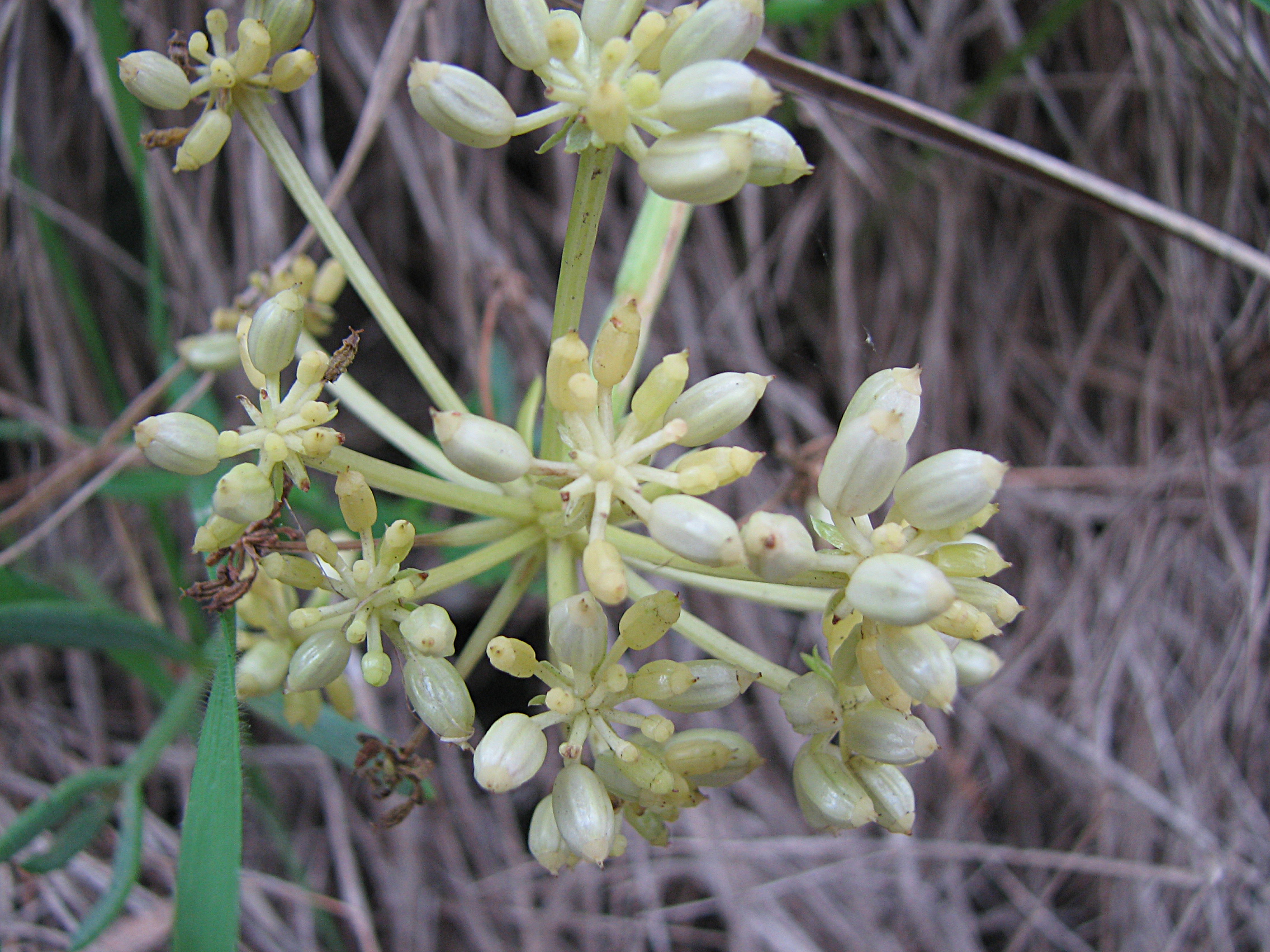 Meerfenchel