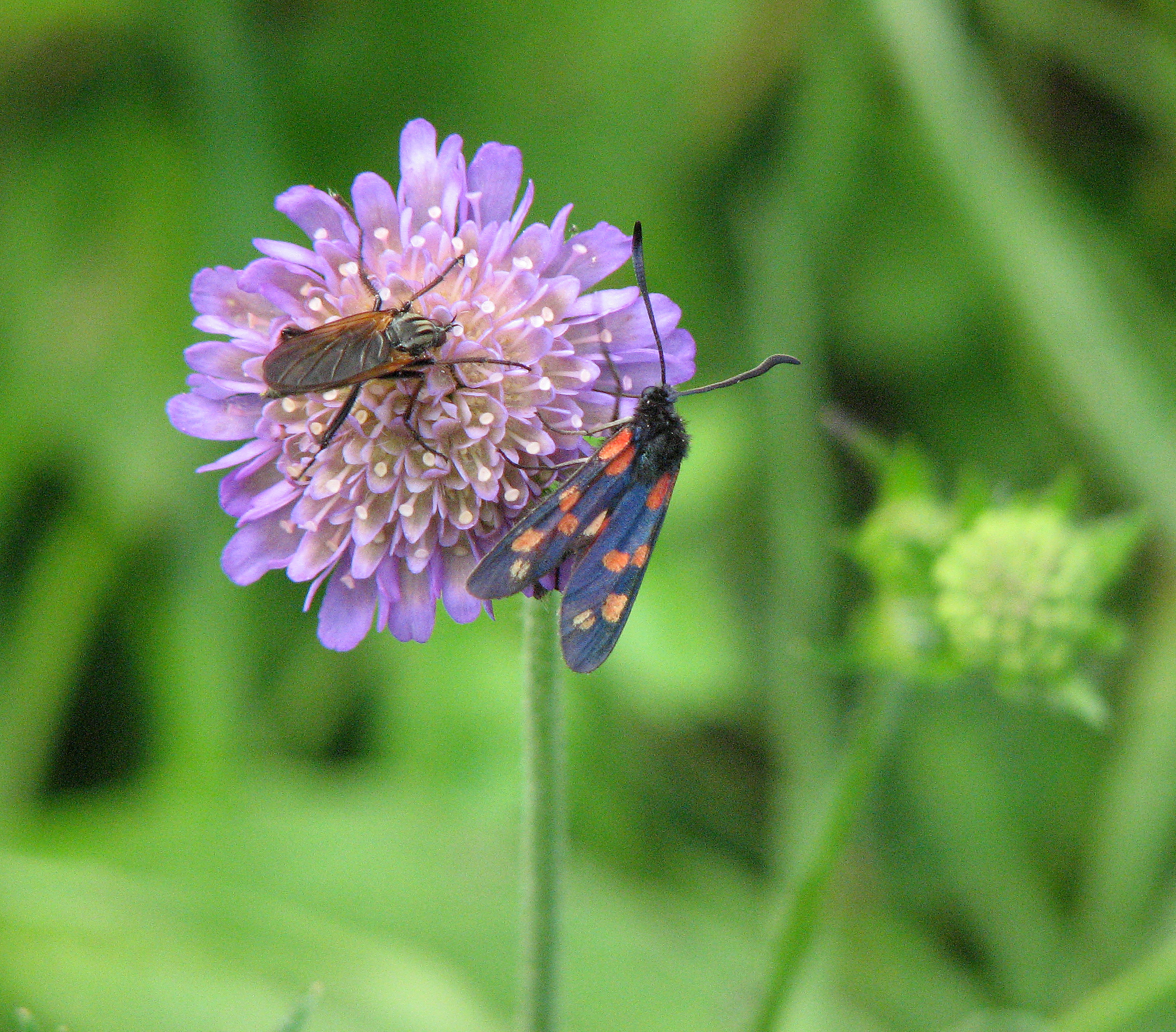 Waldwitwenblume