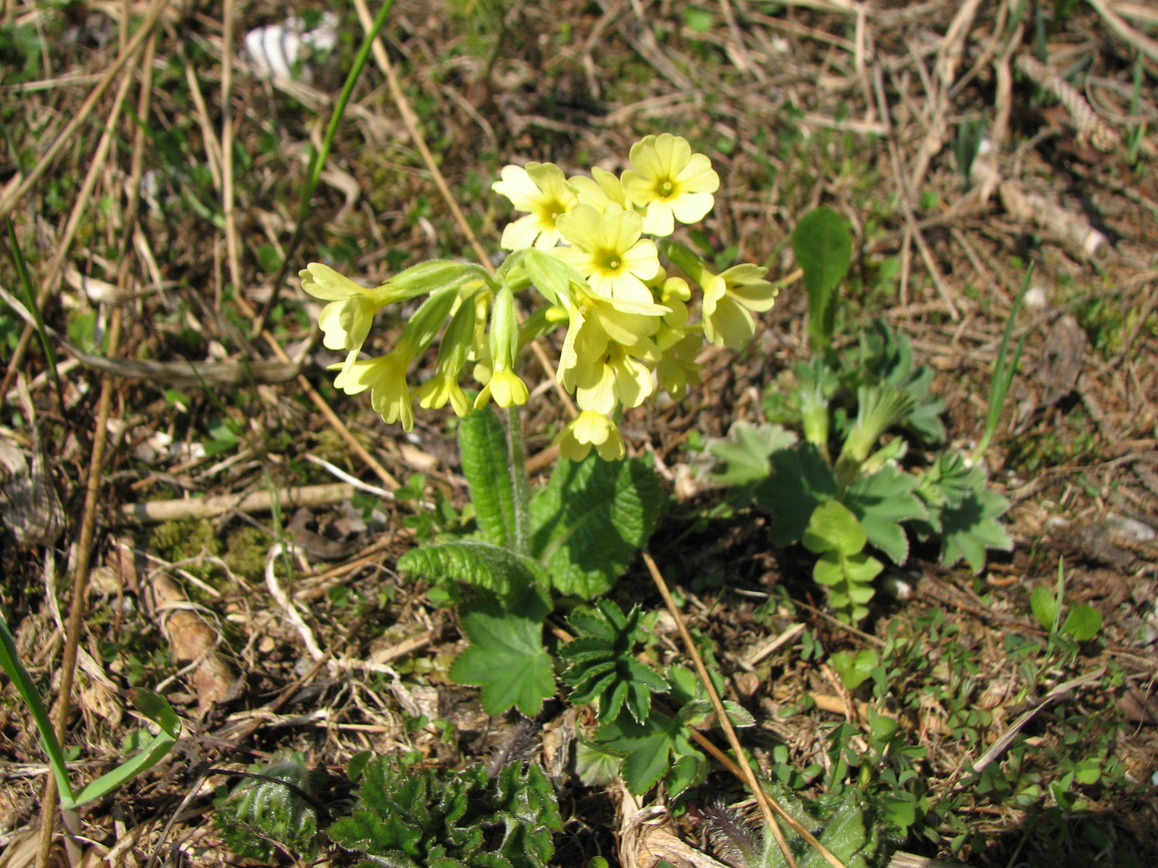 Hohe Schlüsselblume