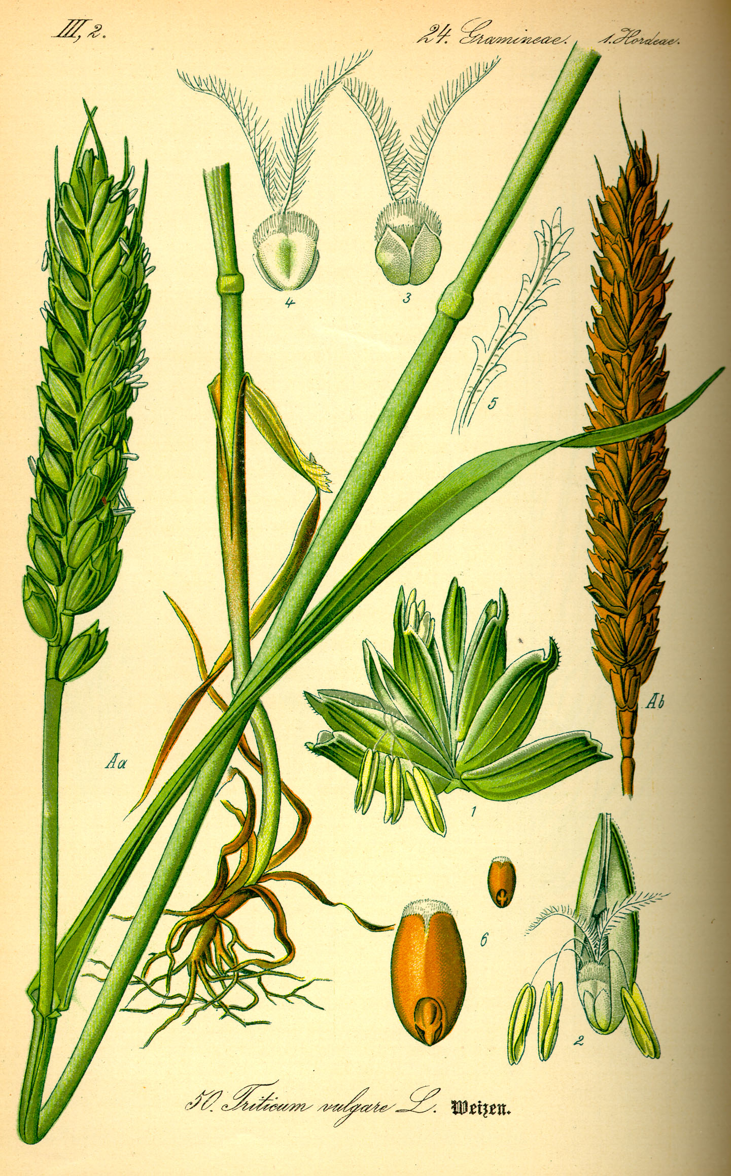 Weizen