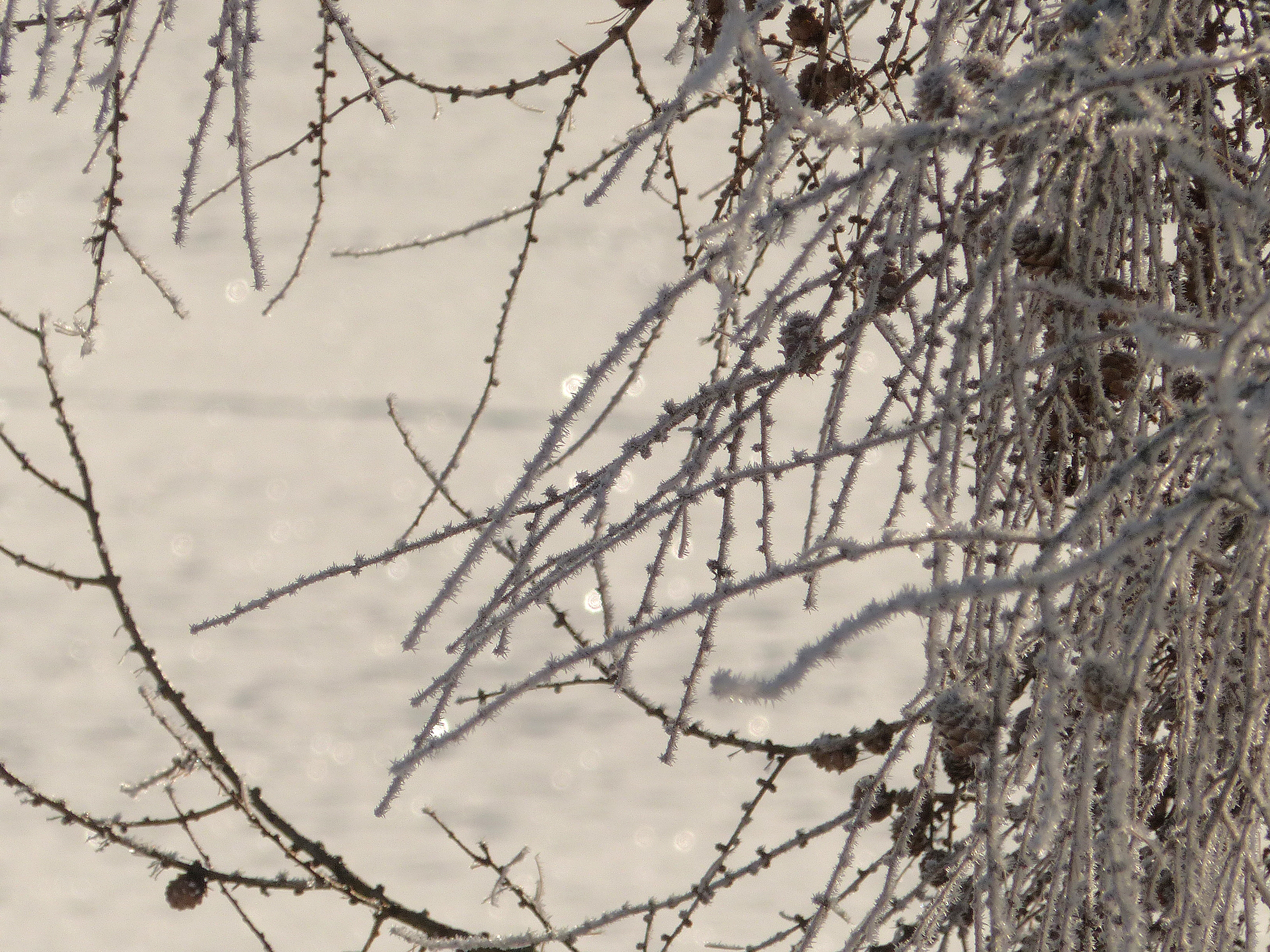 Europäische Lärche