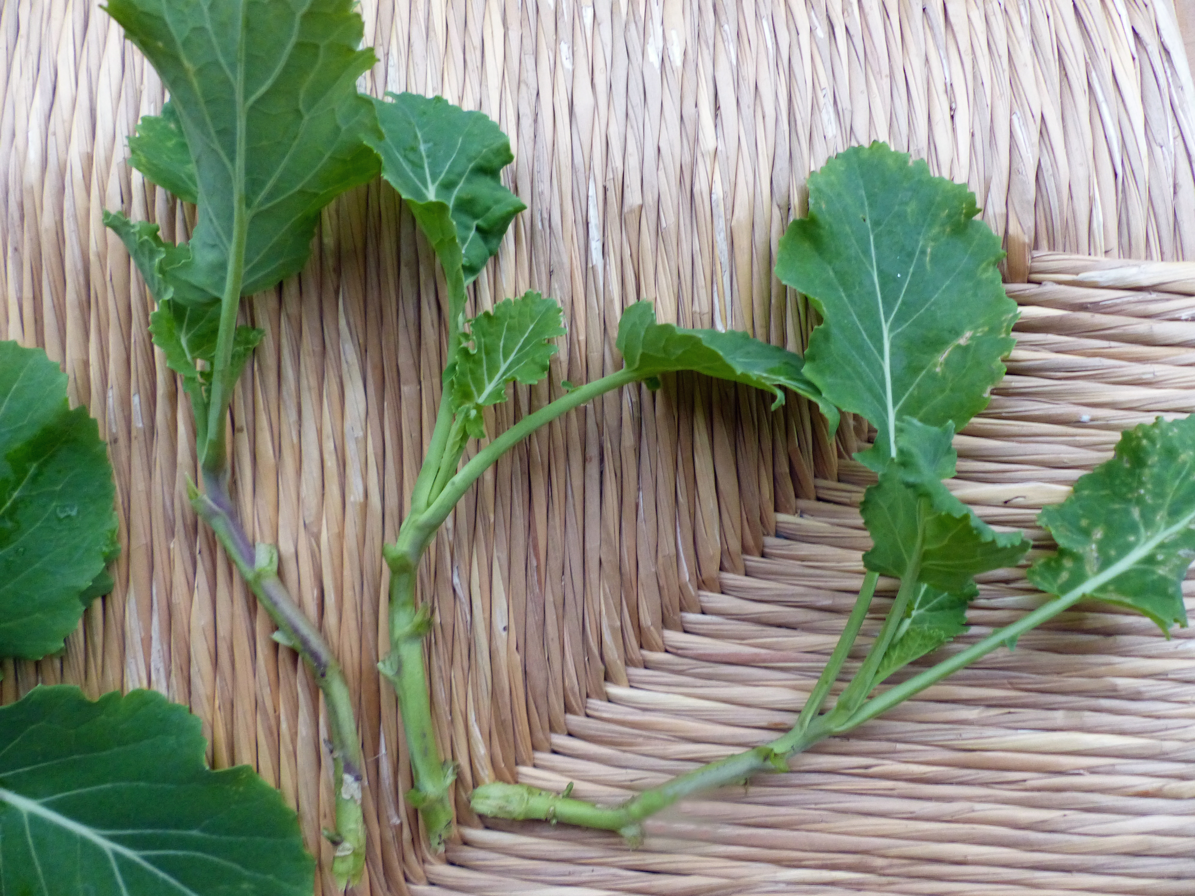 Ewiger Kohl